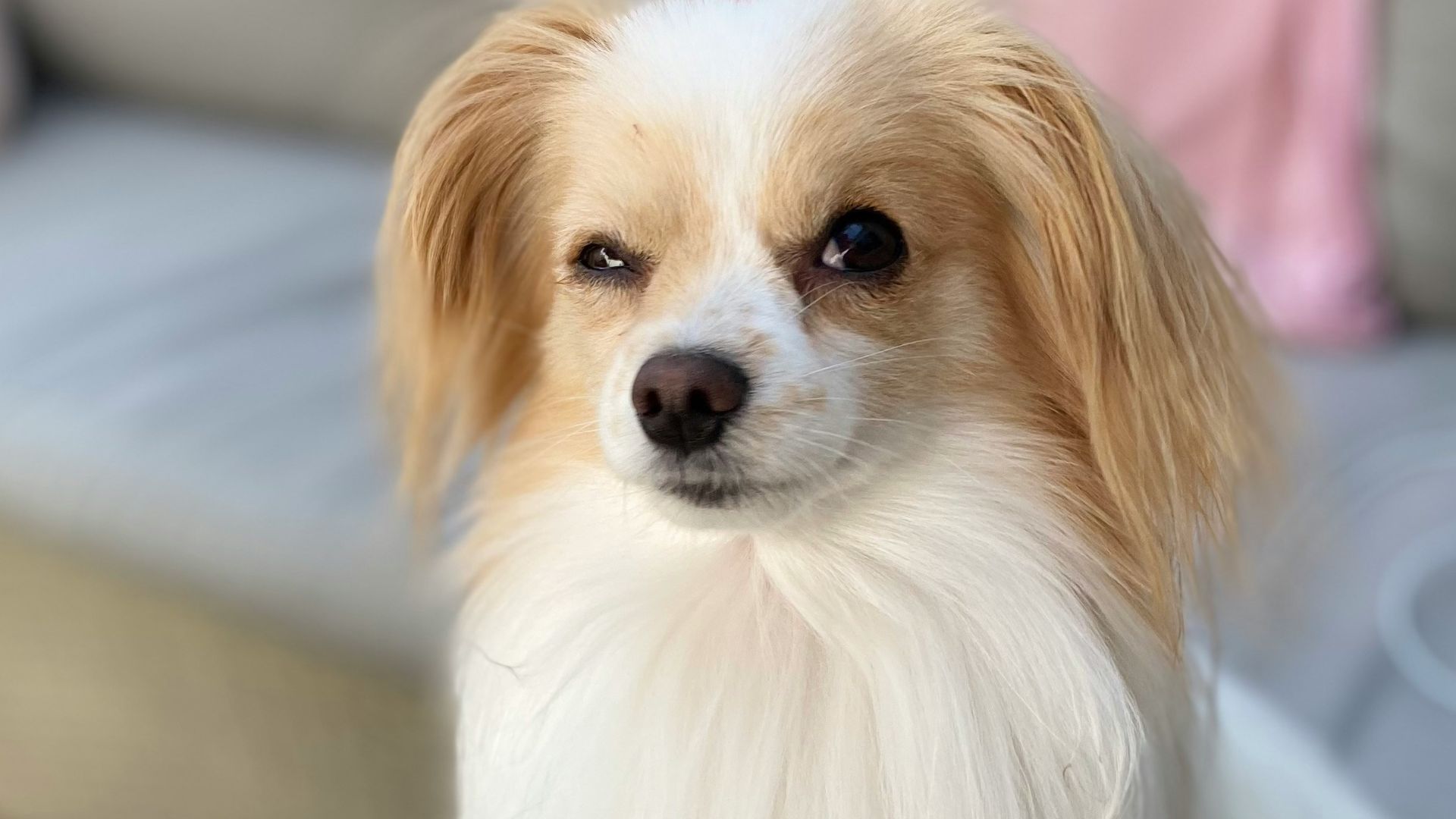 white and brown long coat small dog sitting on blue sofa