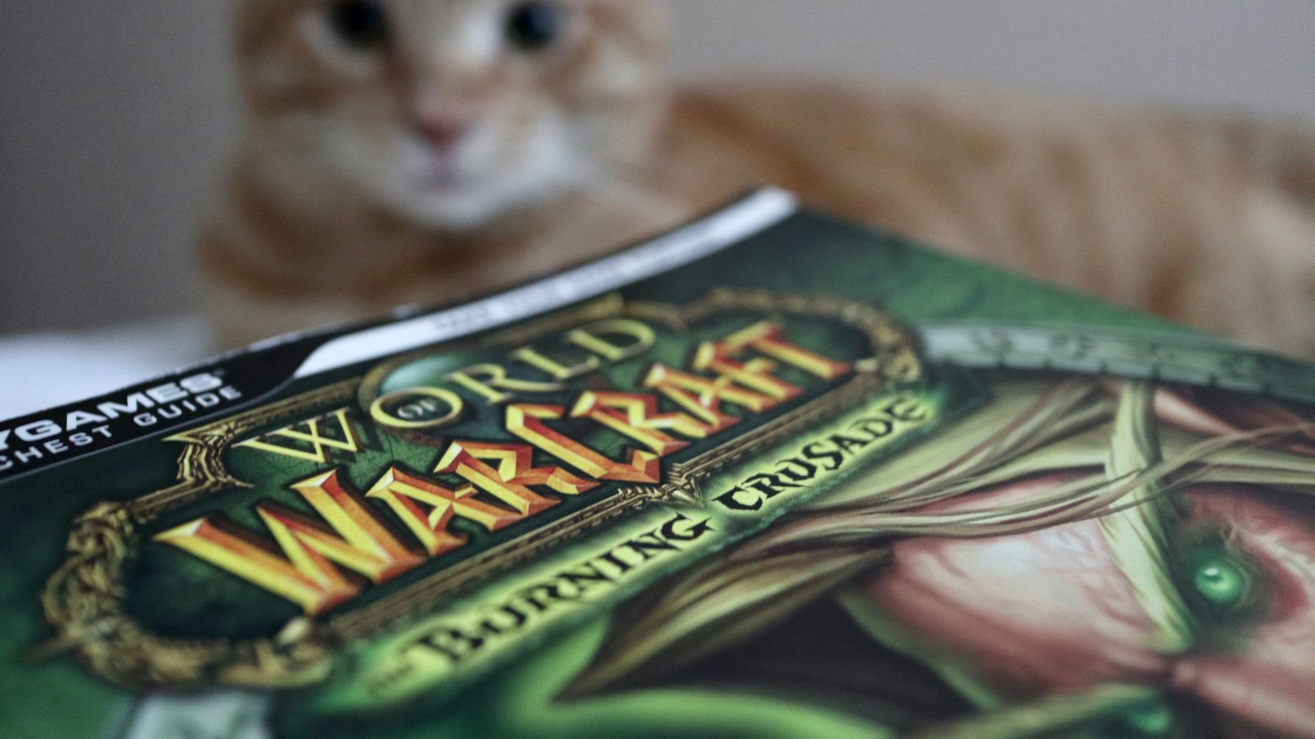 brown tabby cat on green and white textile