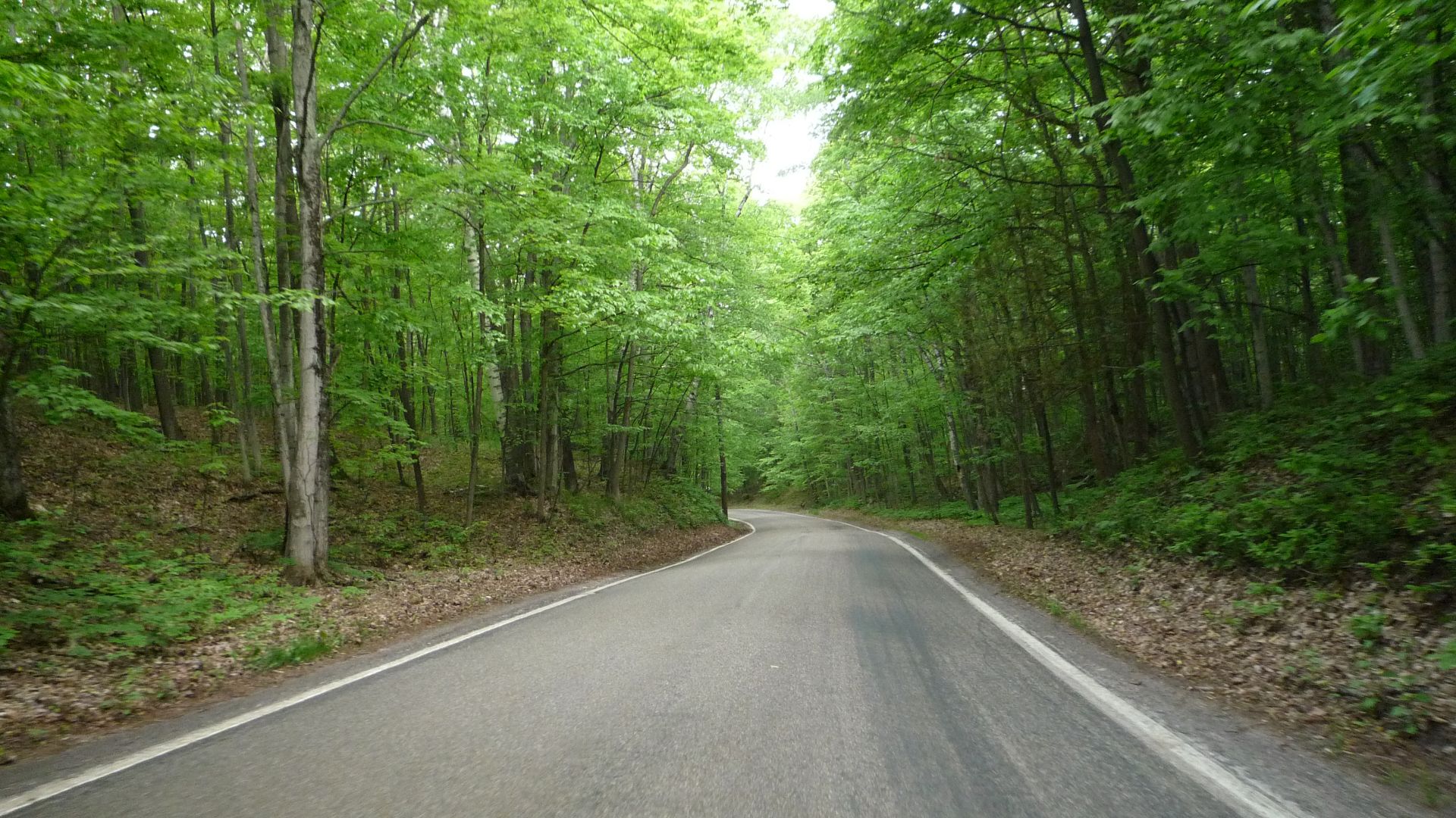 File:2009-0619-UP022-TunnelofTrees.jpg