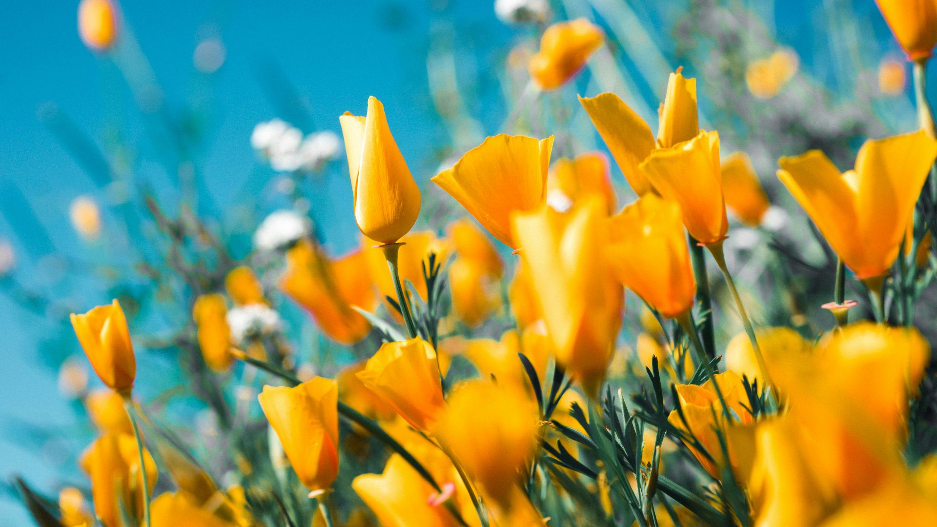 orange petaled flowers