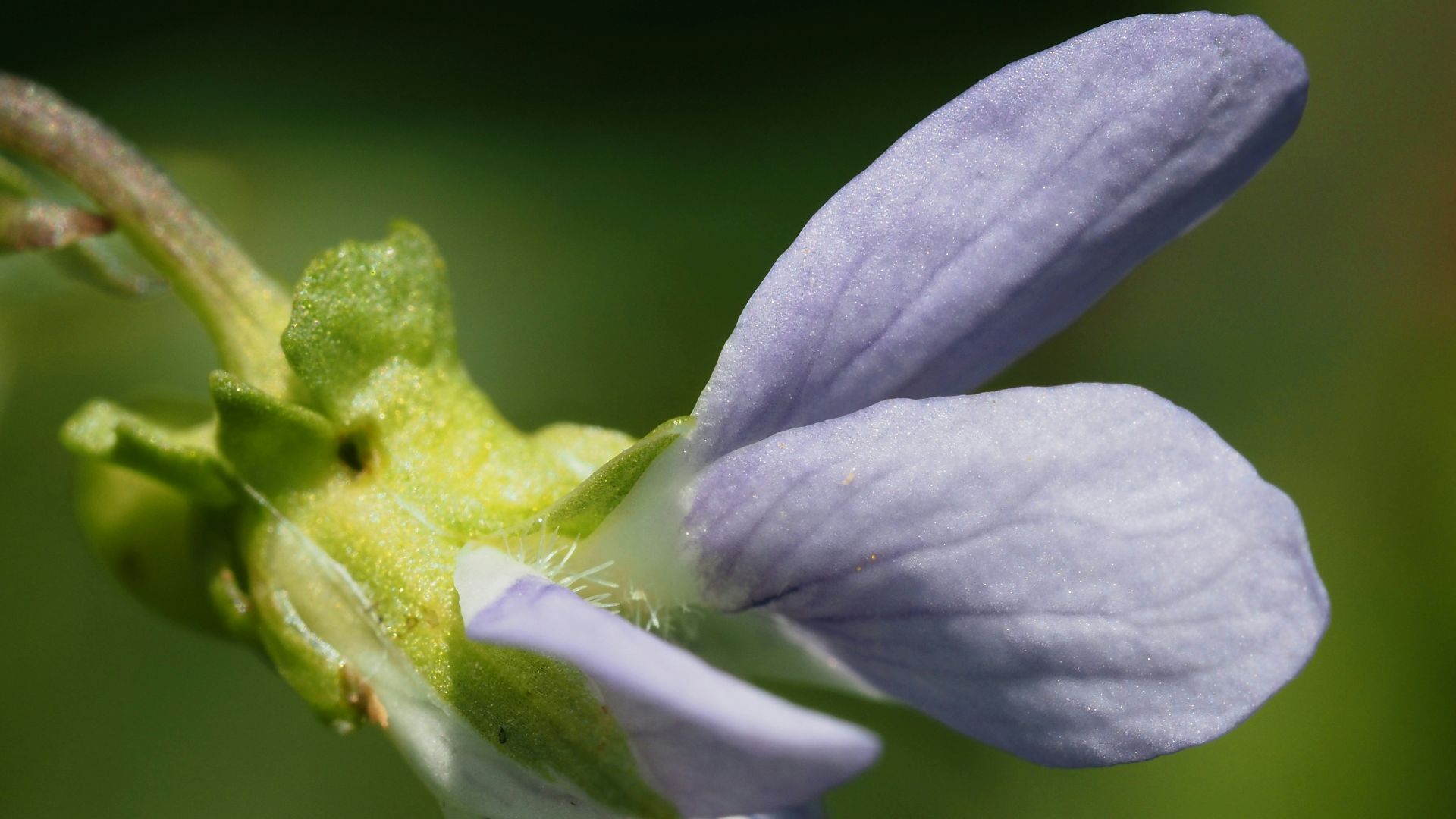 a close up of a flower with a blurry background