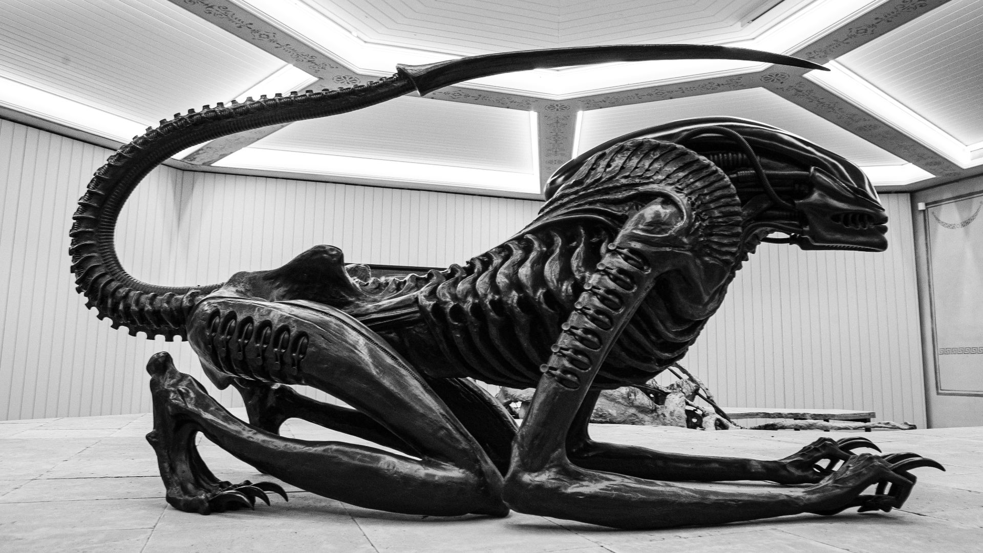 File:Xenomorph (51643425582).jpg