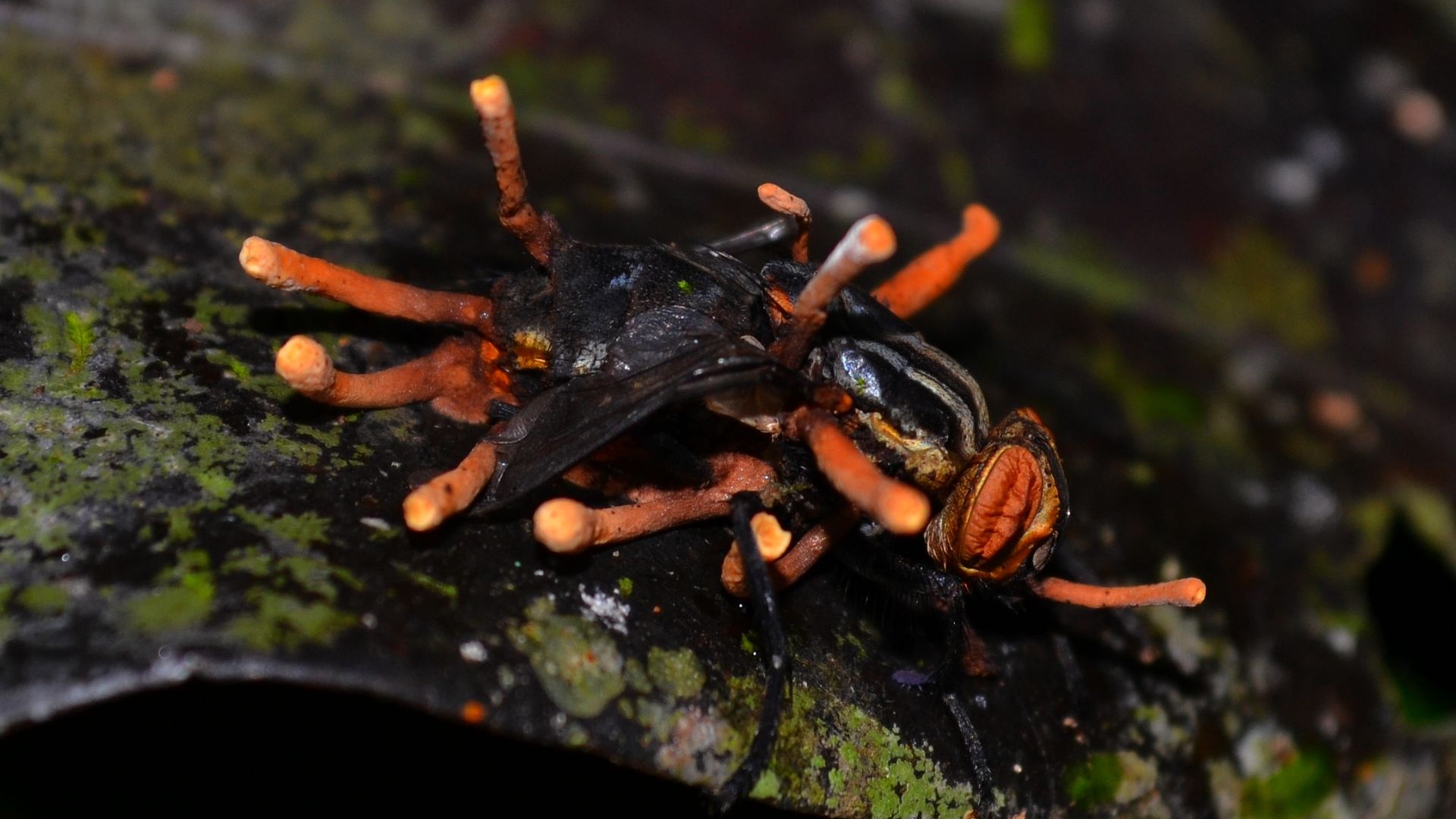 File:Fungo do gênero Cordyceps parasitando uma mosca.jpg