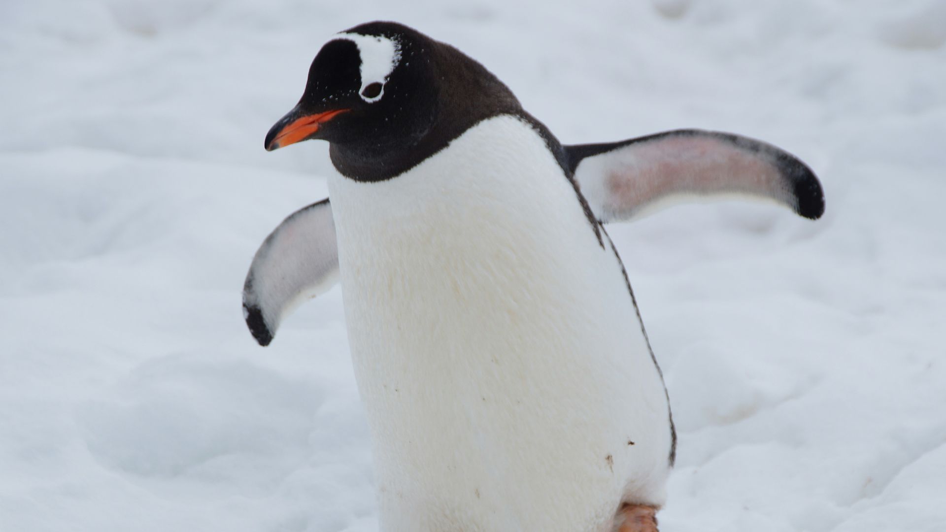 white and black penguin on snow covered ground during daytime