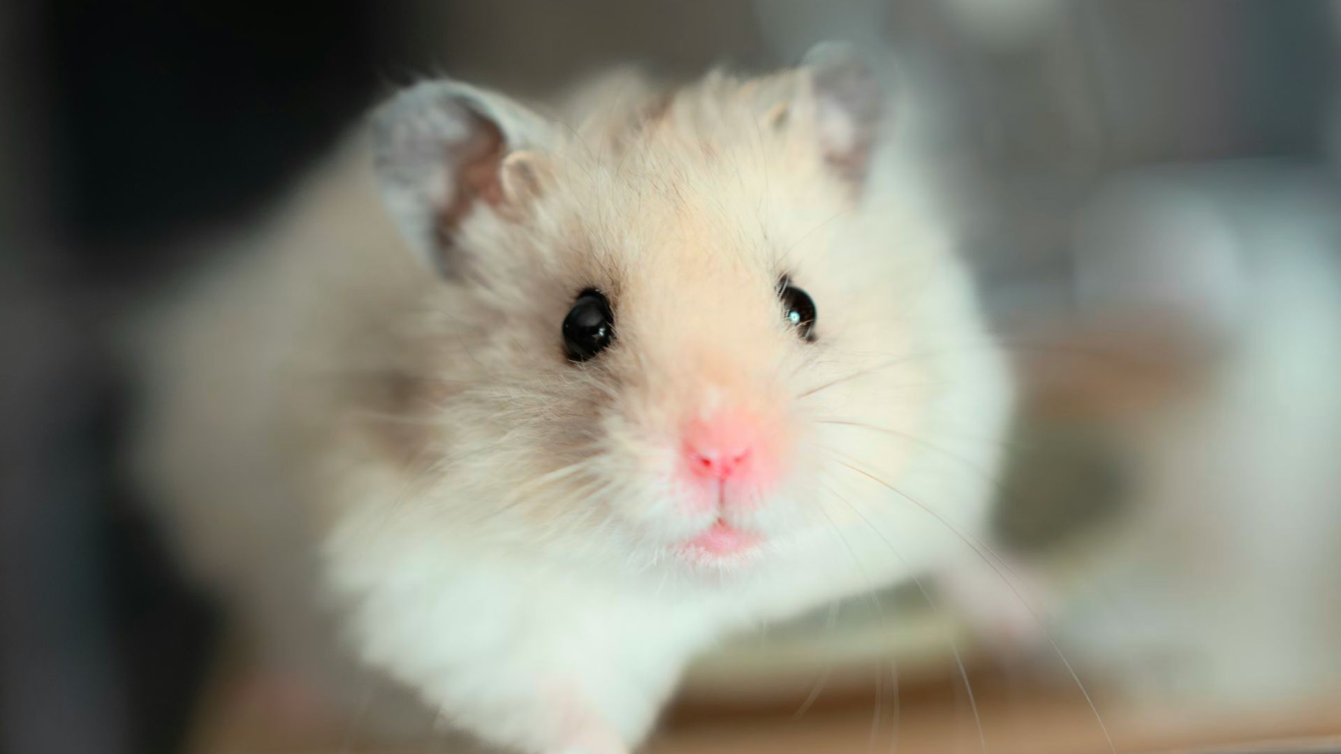 A small hamster sitting on top of a table