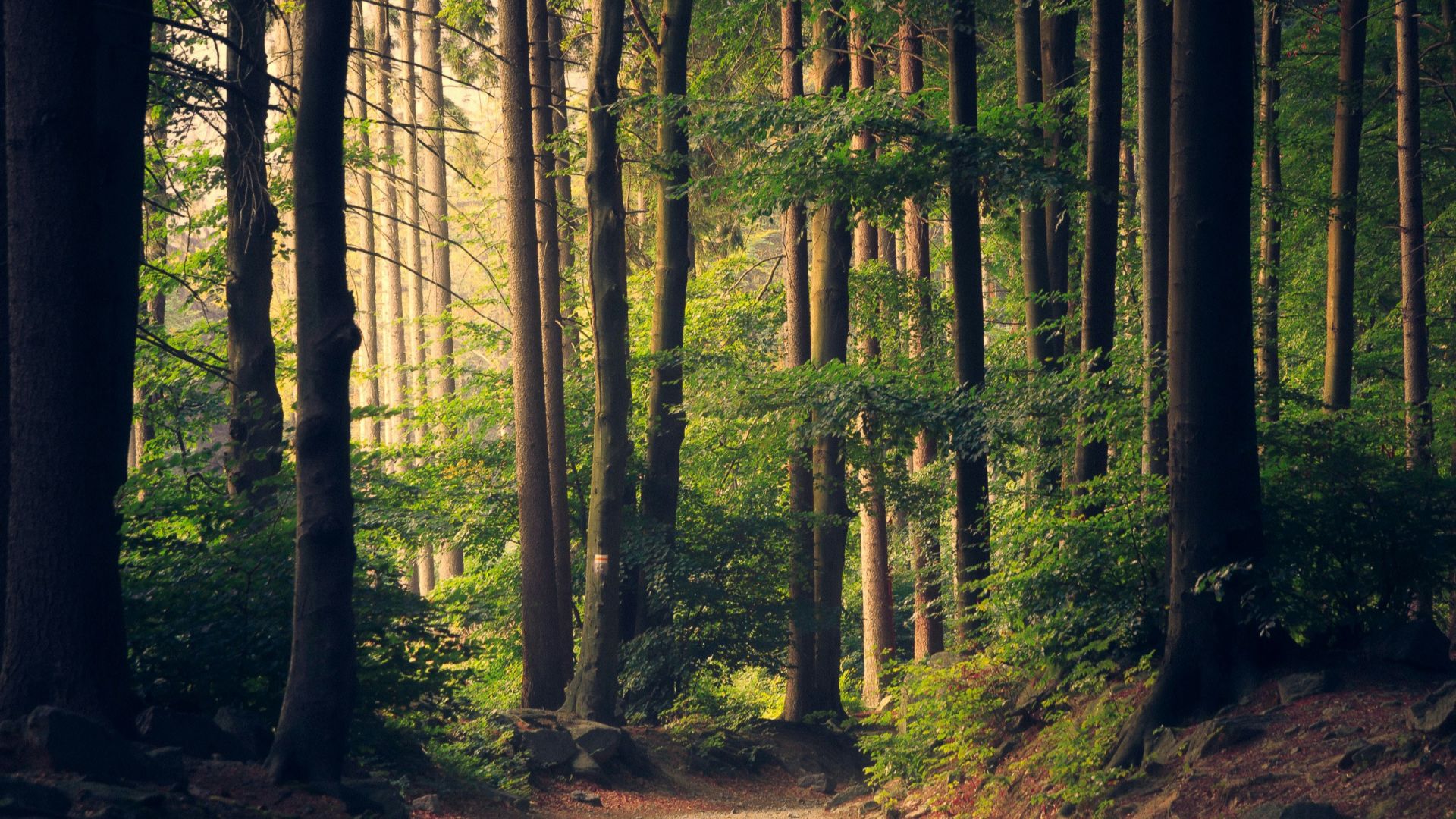 forest trees