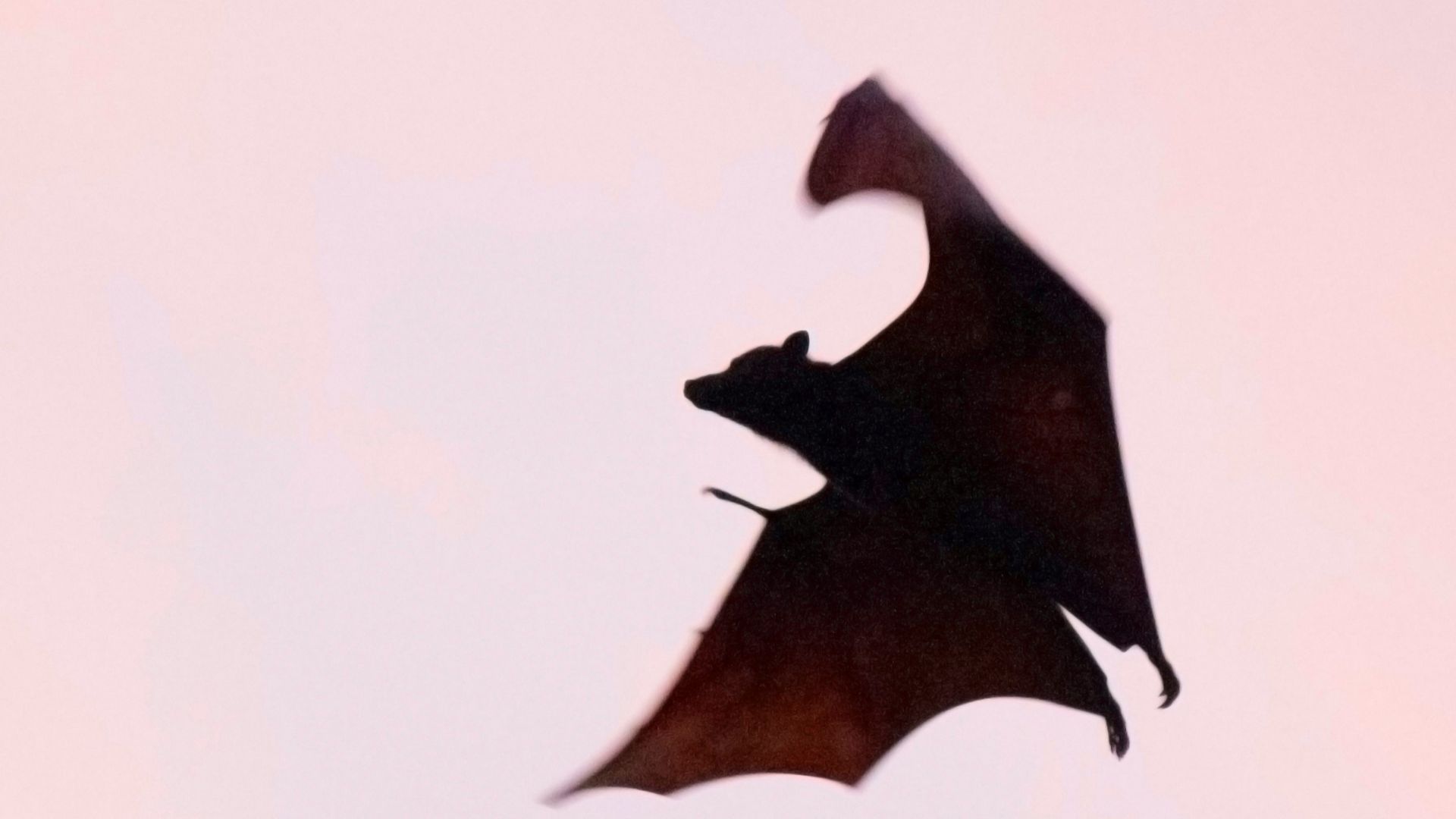 brown bat flying
