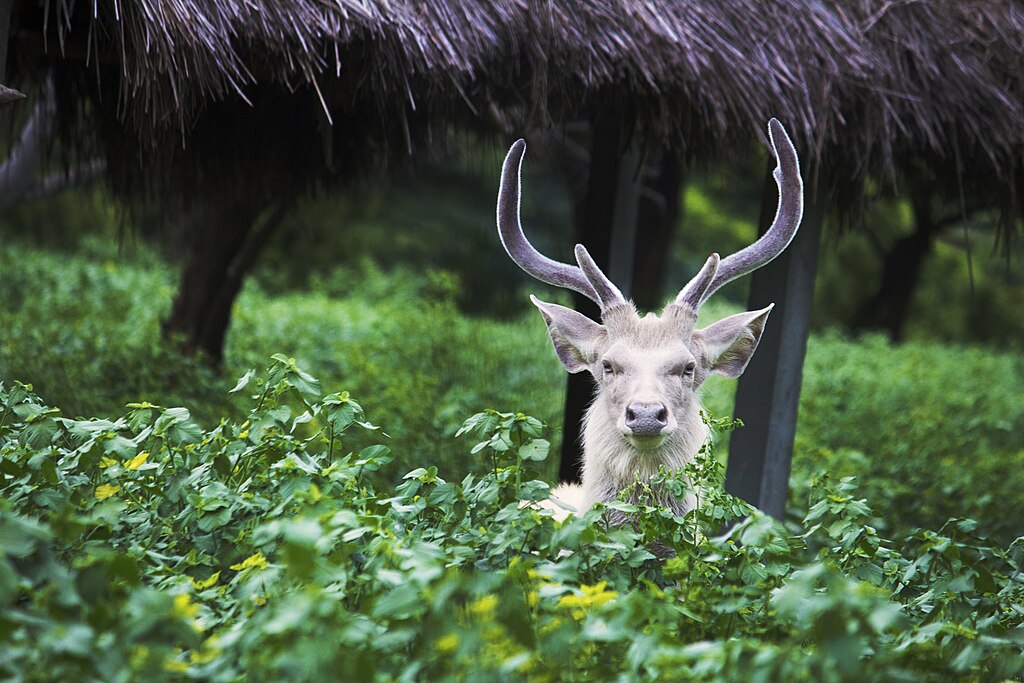 1024px-whitedeerindia-1.jpg