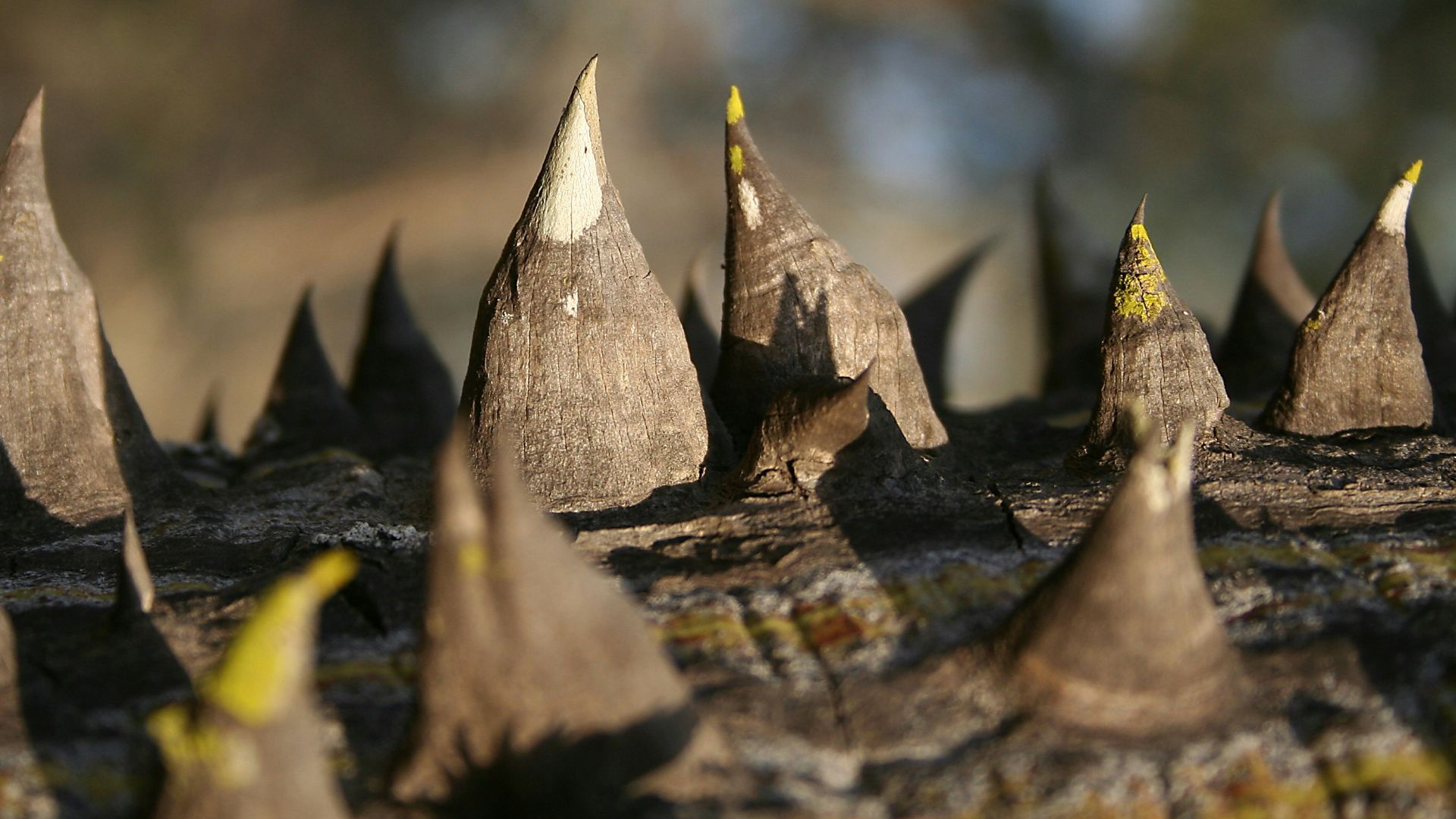 brown dried leaves on brown wooden surface