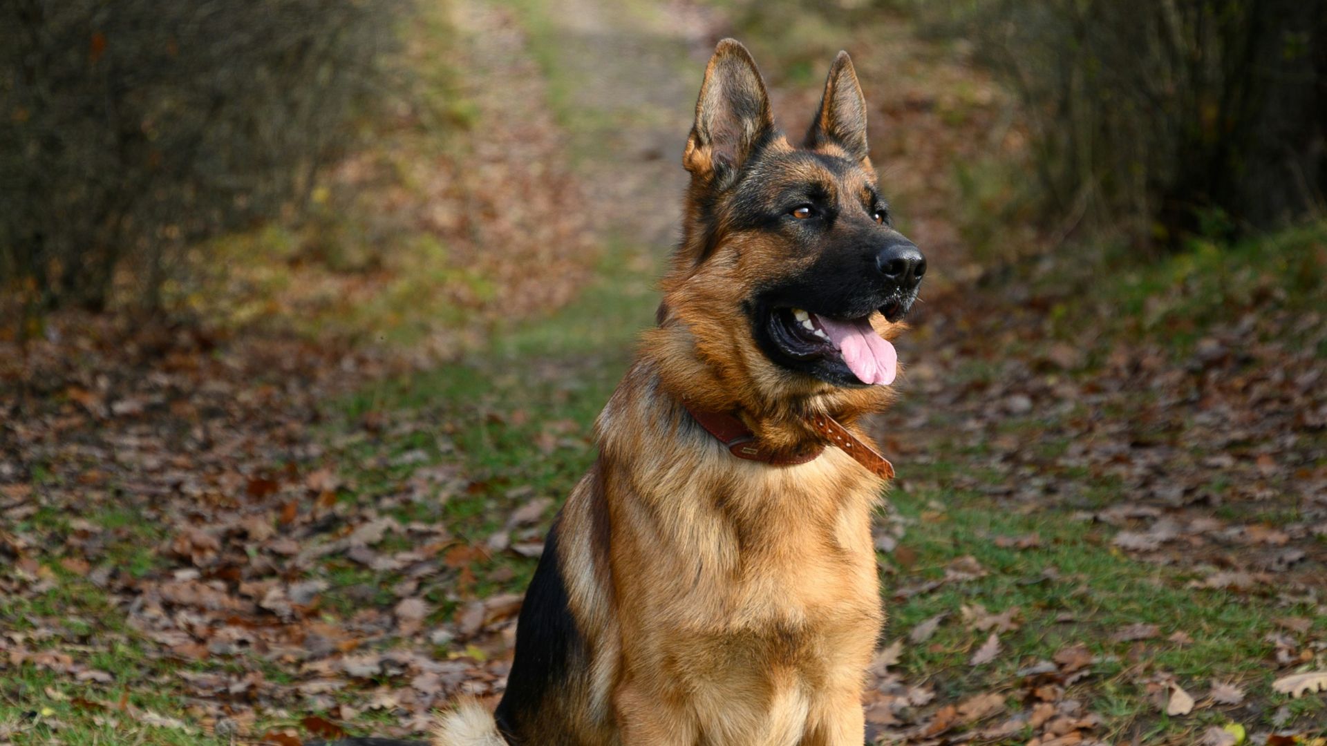brown and black german shepherd on green grass field