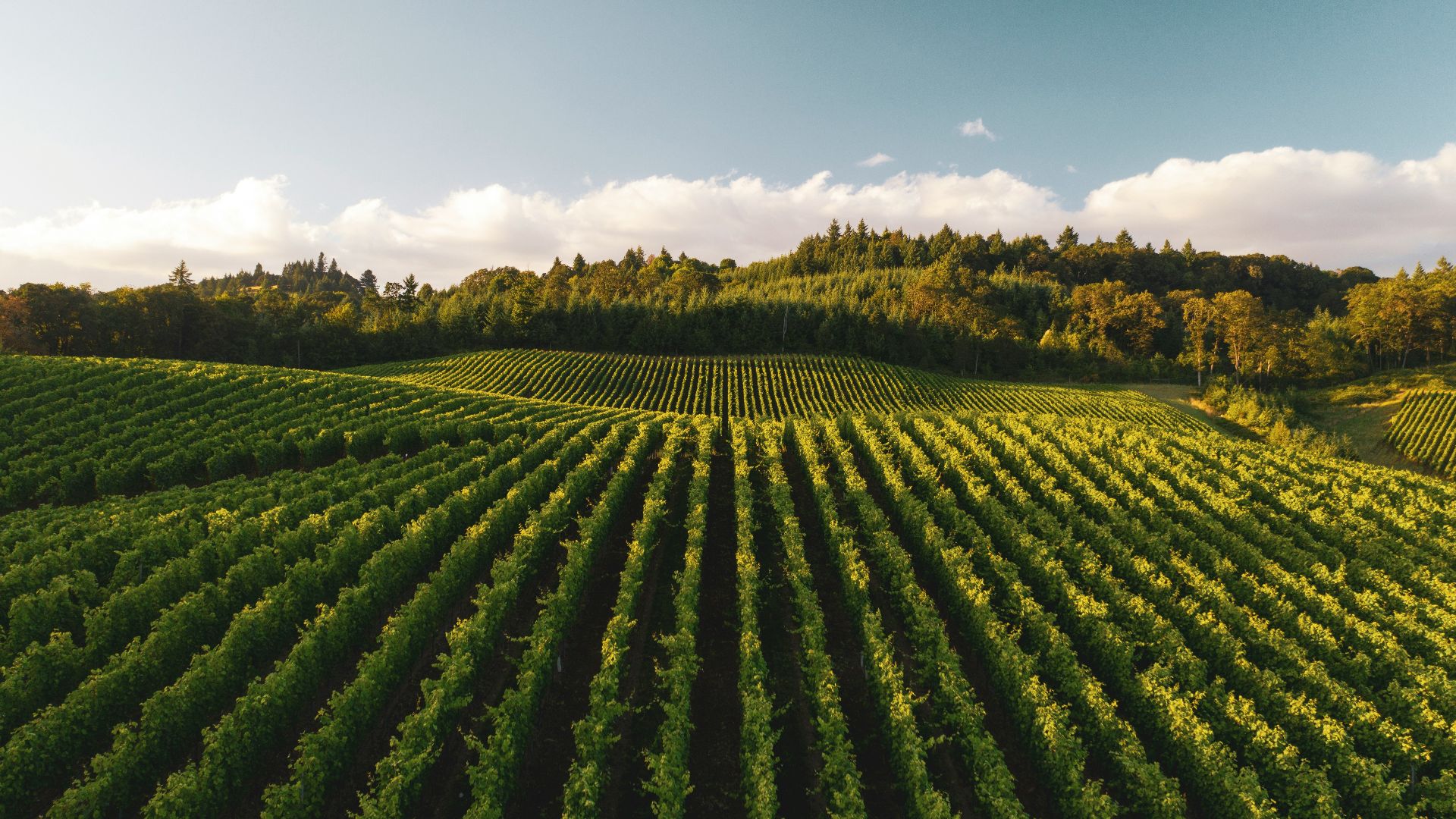 pile of leafed plants