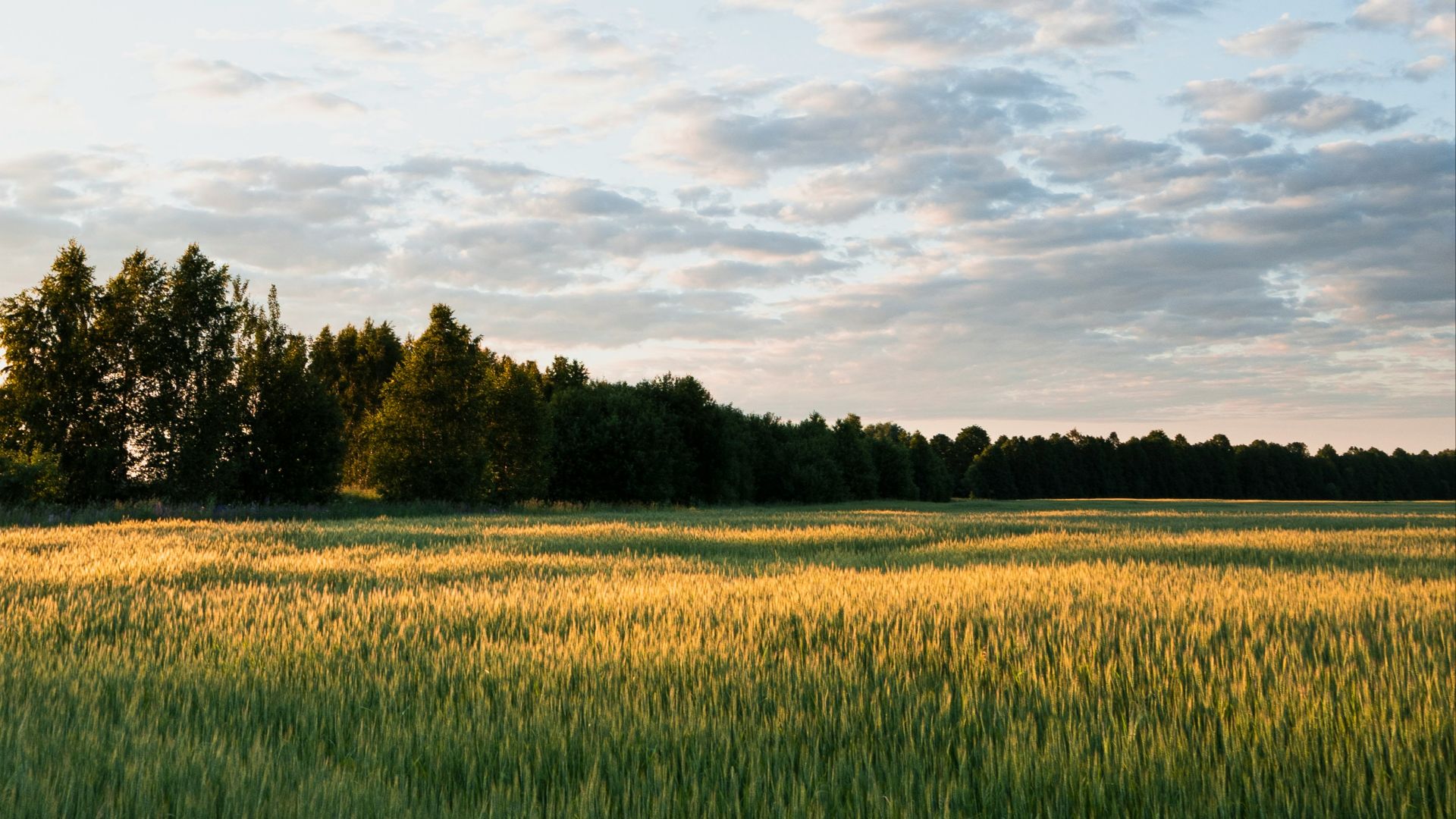 green grass field under blue sky during daytime