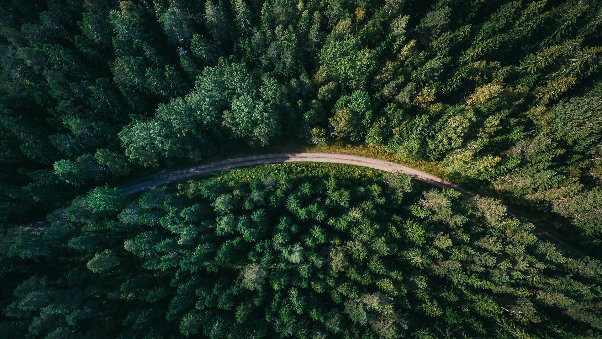 aerial shot of road surrounded by green trees
