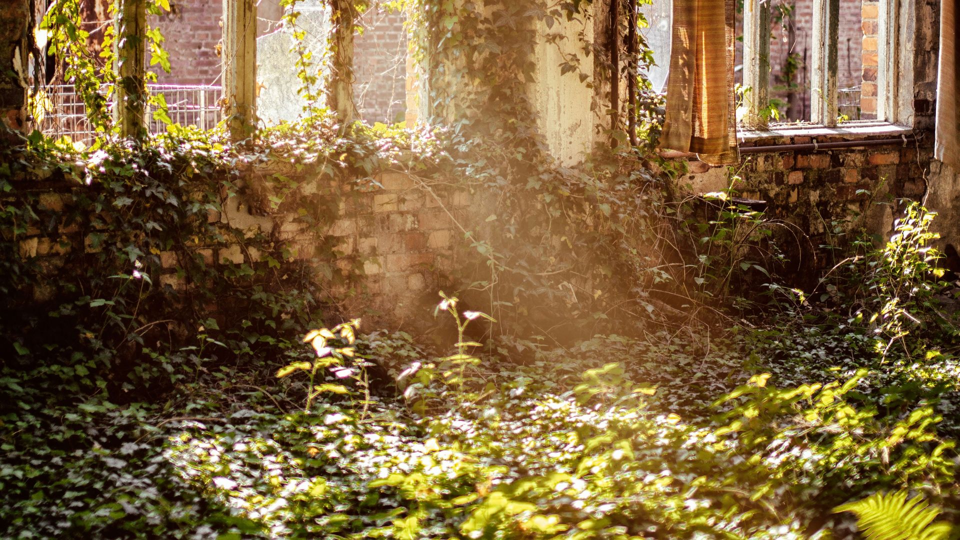 house and plats during daytime