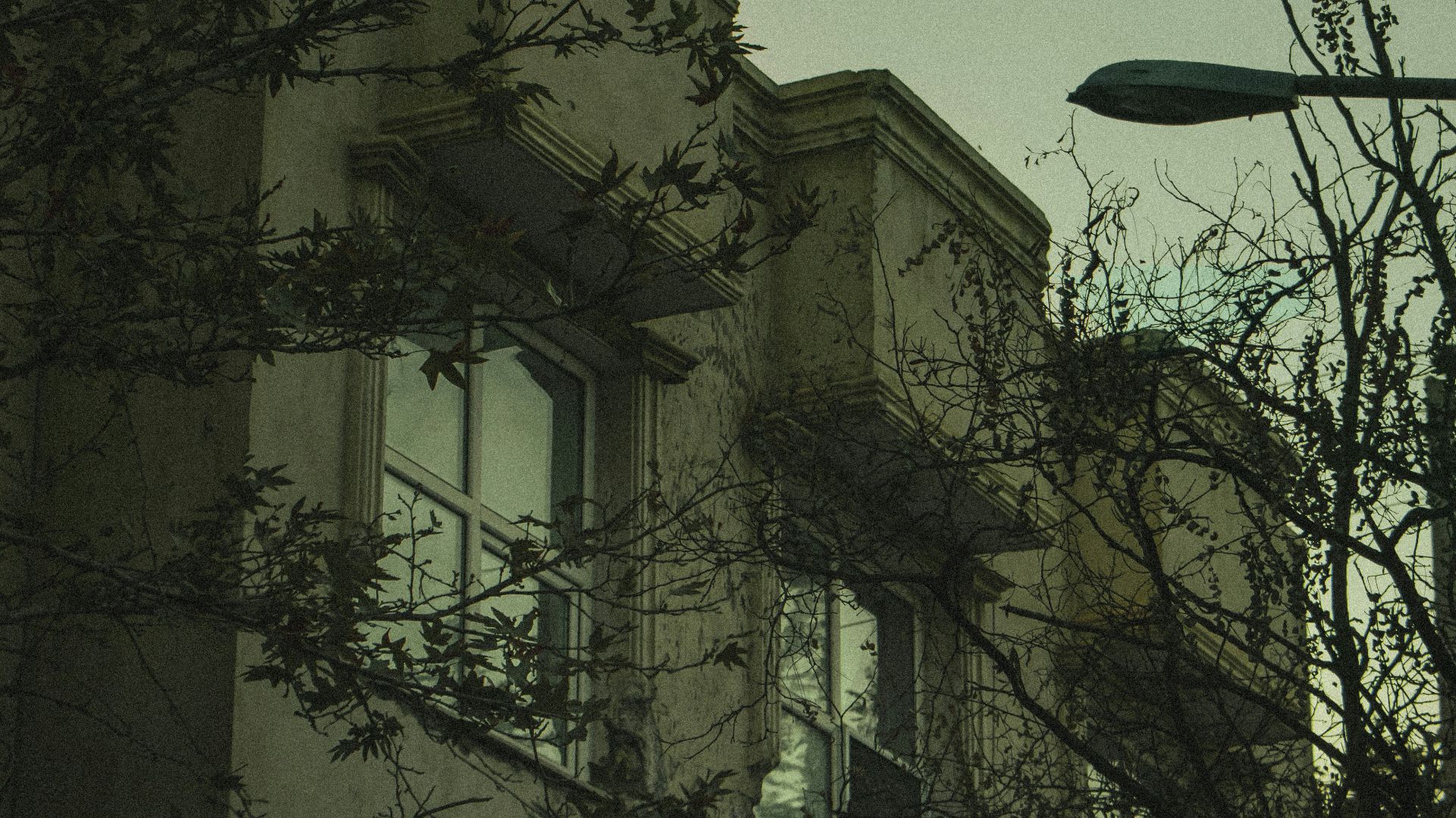 bare tree near building during night time