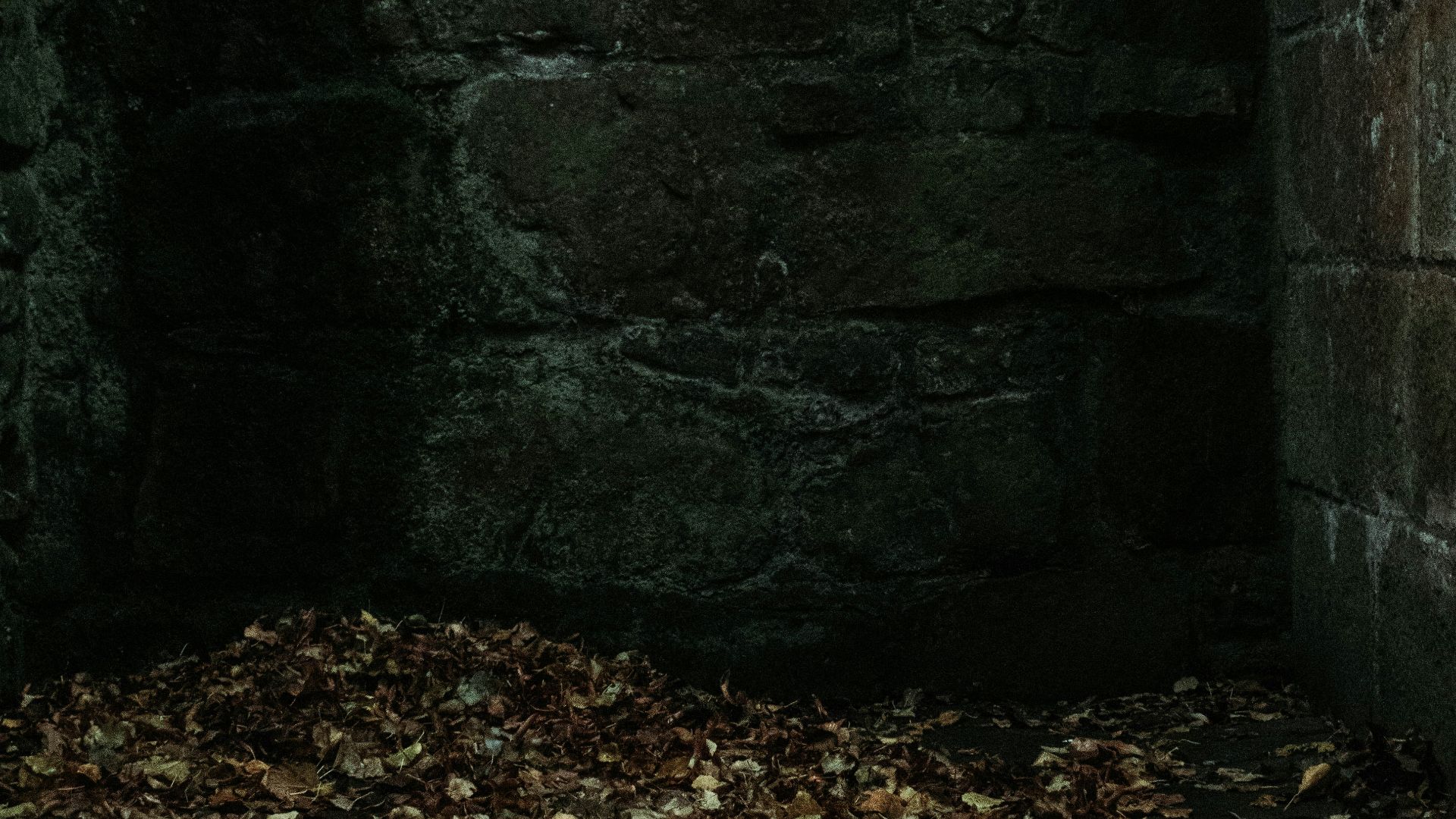 brown leaves on the ground