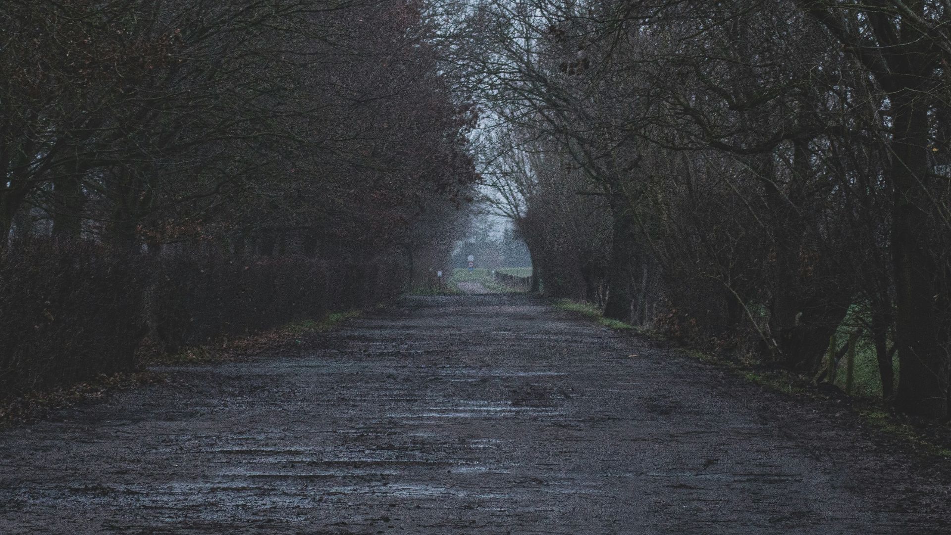gray road between bare trees