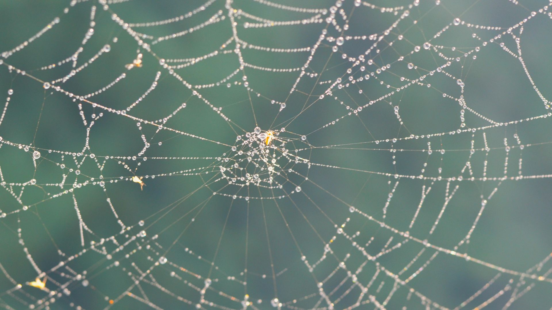 a spider web with water drops on it