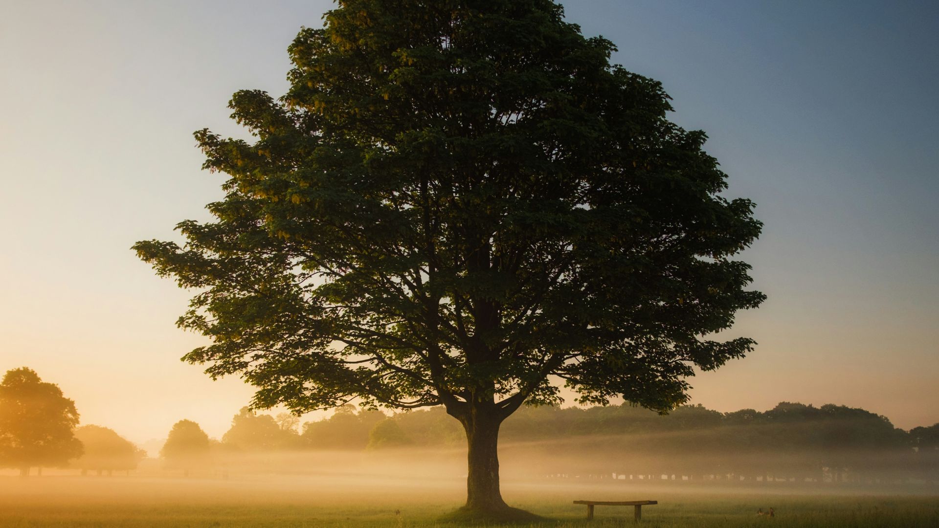 green leafed tree surrounded by fog during daytime