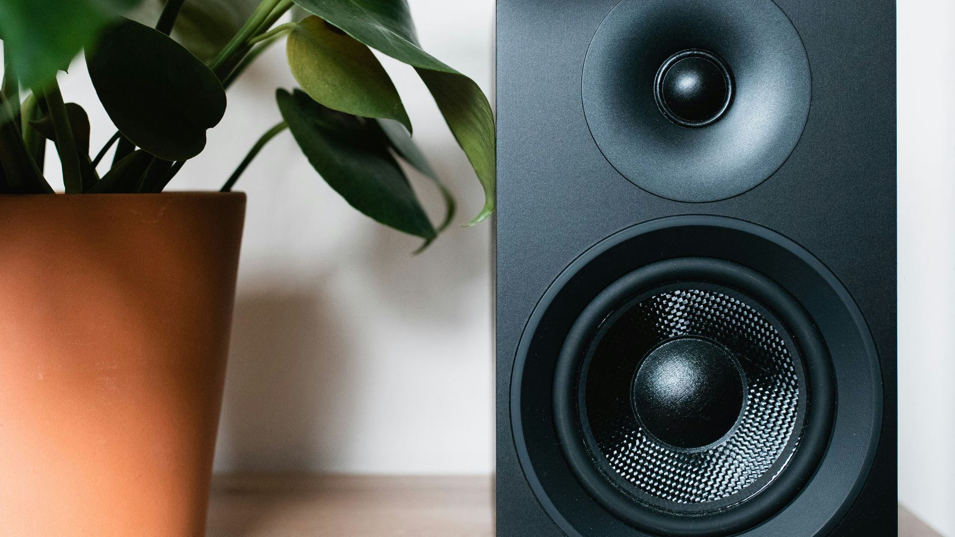 green plant on brown pot