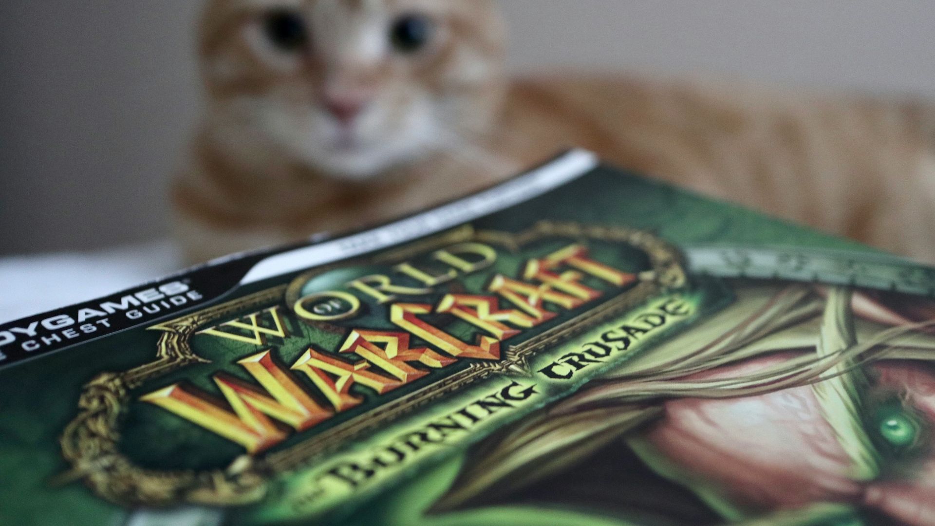 brown tabby cat on green and white textile