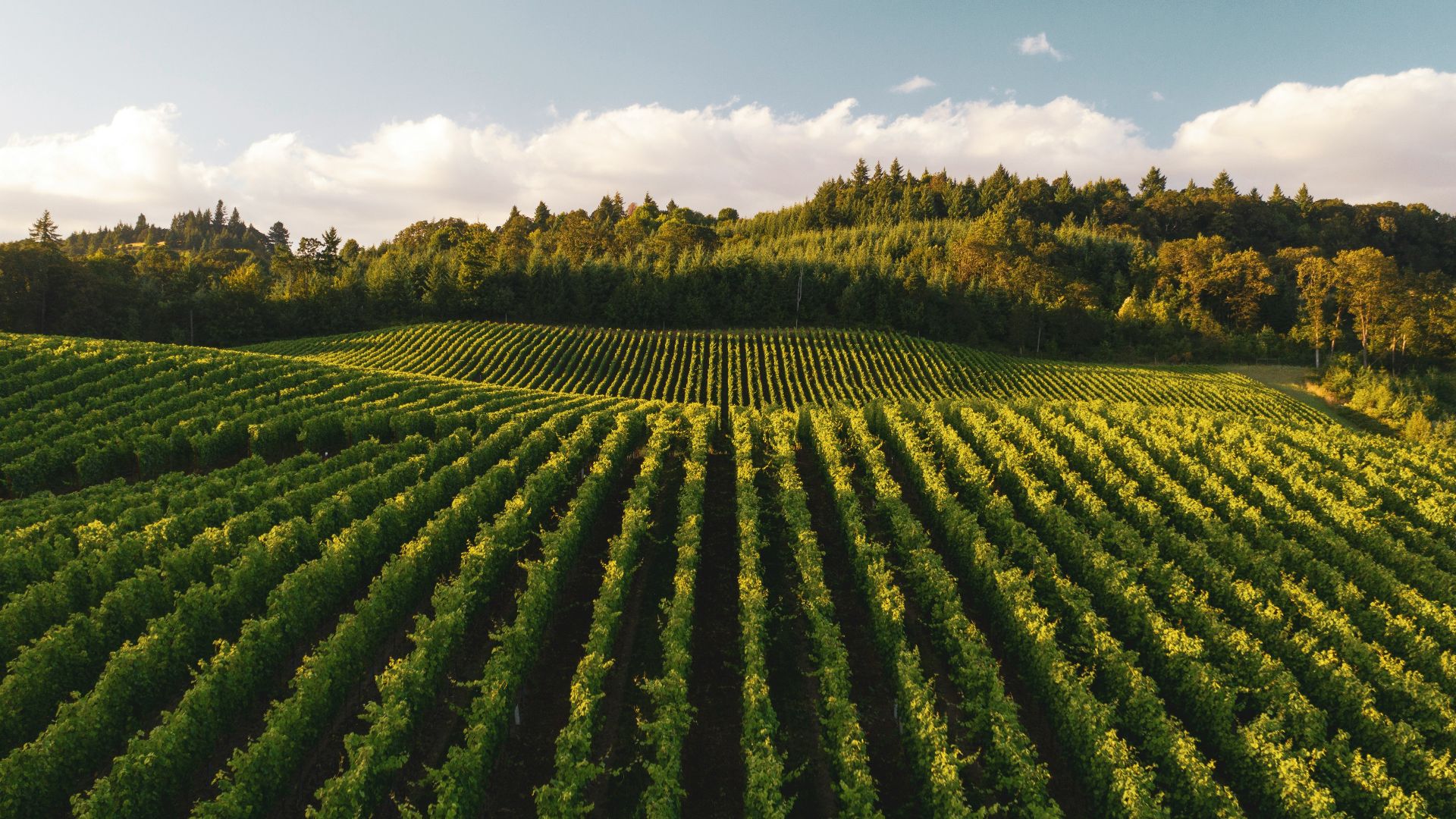 pile of leafed plants