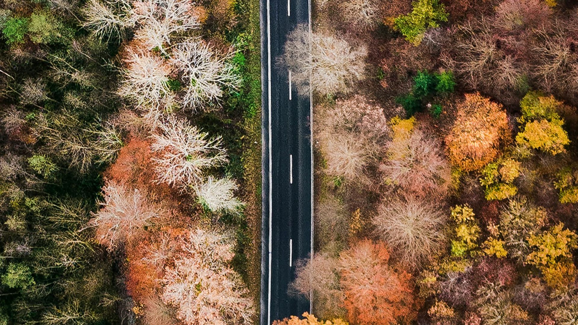 green and pink trees and road