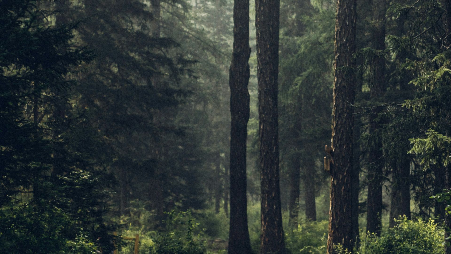 Forest during daytime