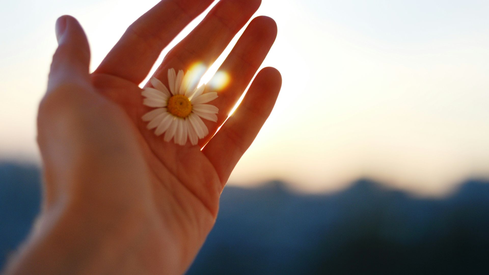 a person holding a flower in their hand