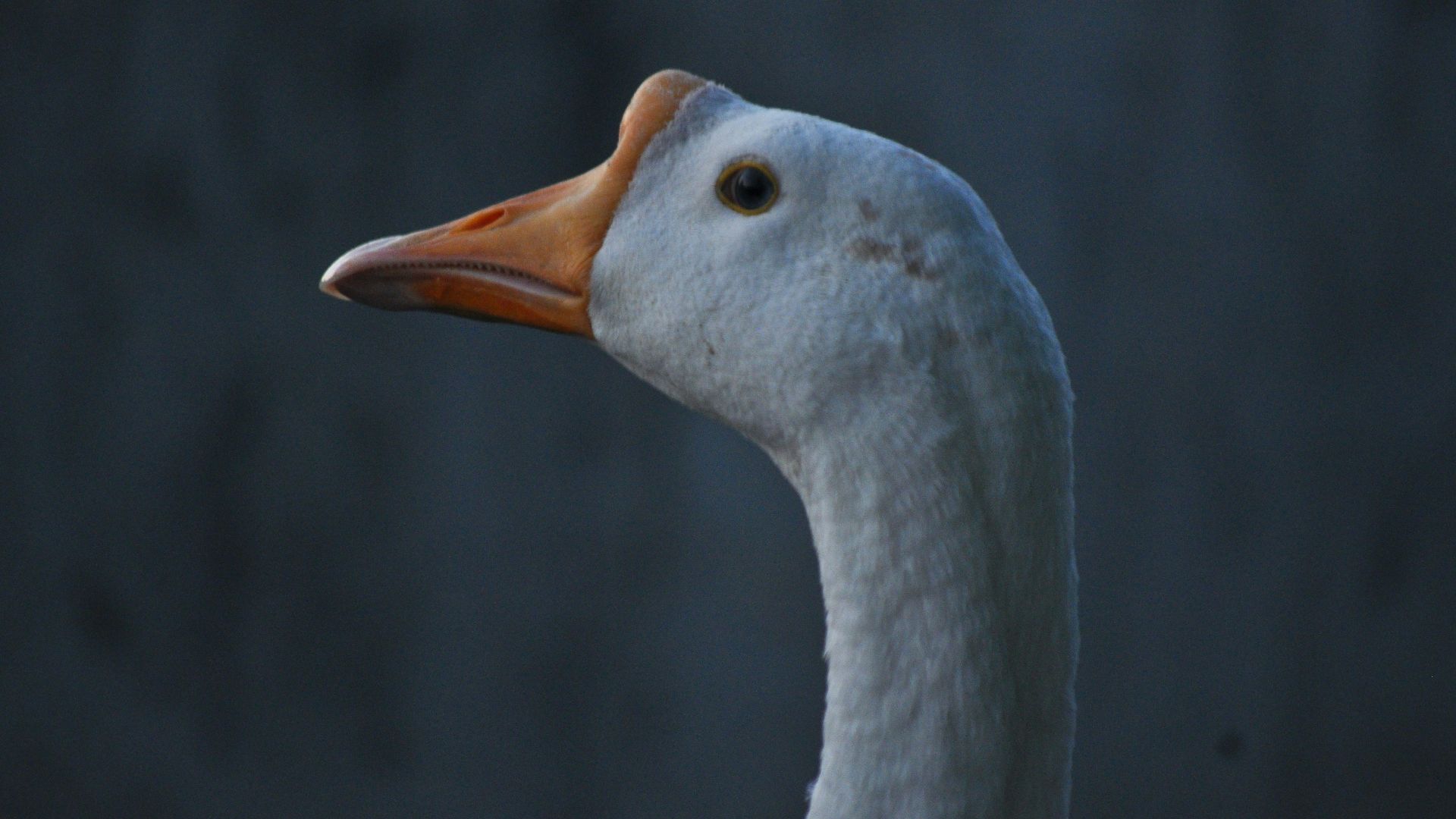 white duck with yellow beak