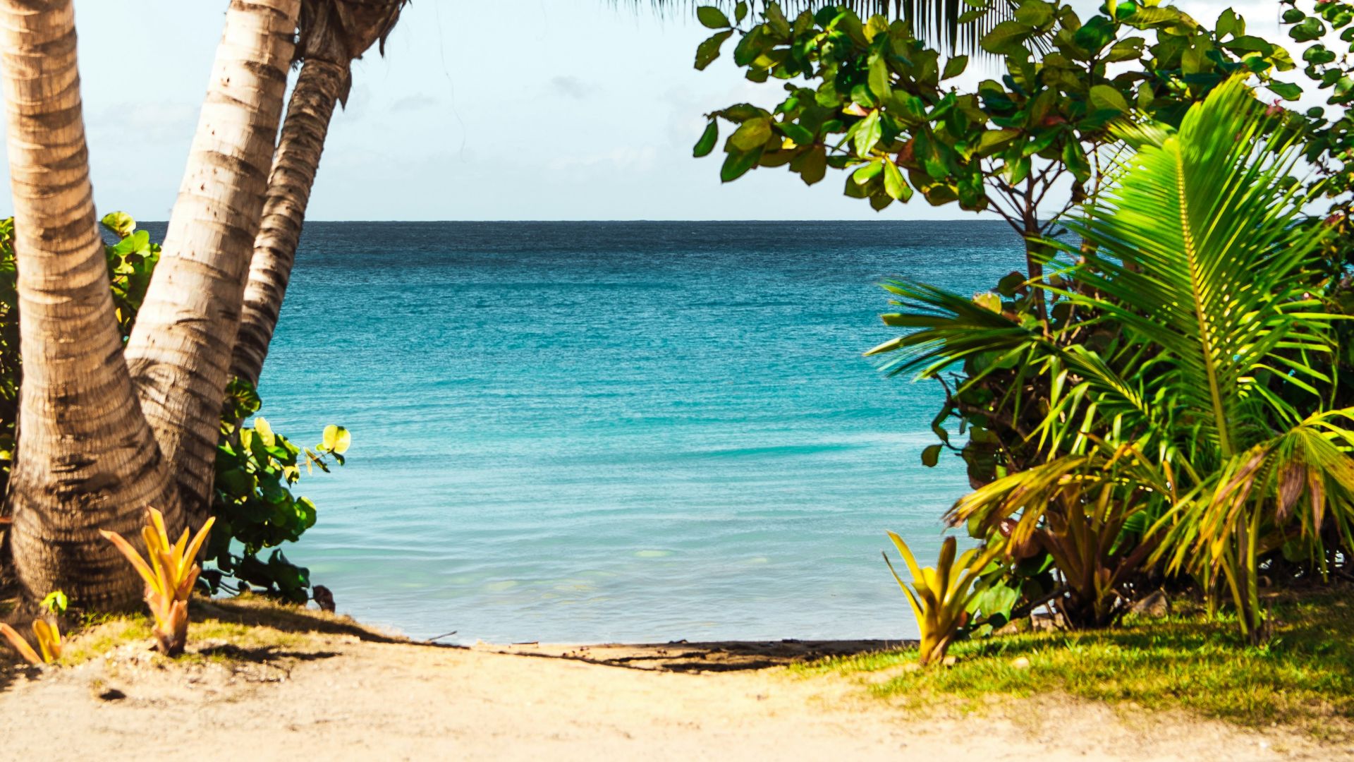 coconut tree on beach