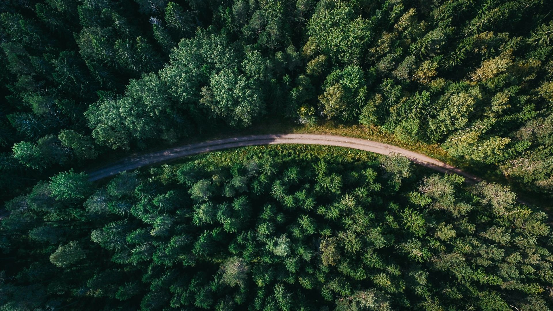aerial shot of road surrounded by green trees