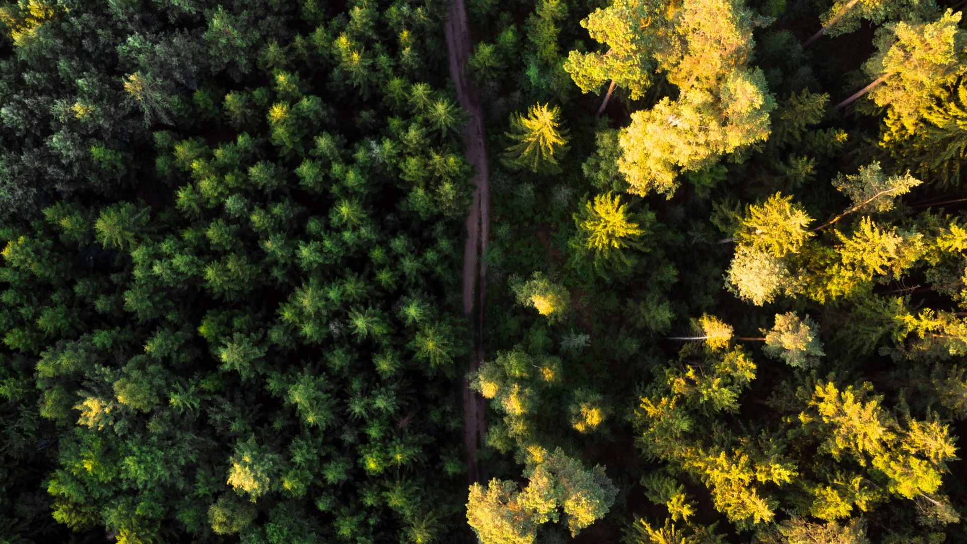 aerial photo of forest