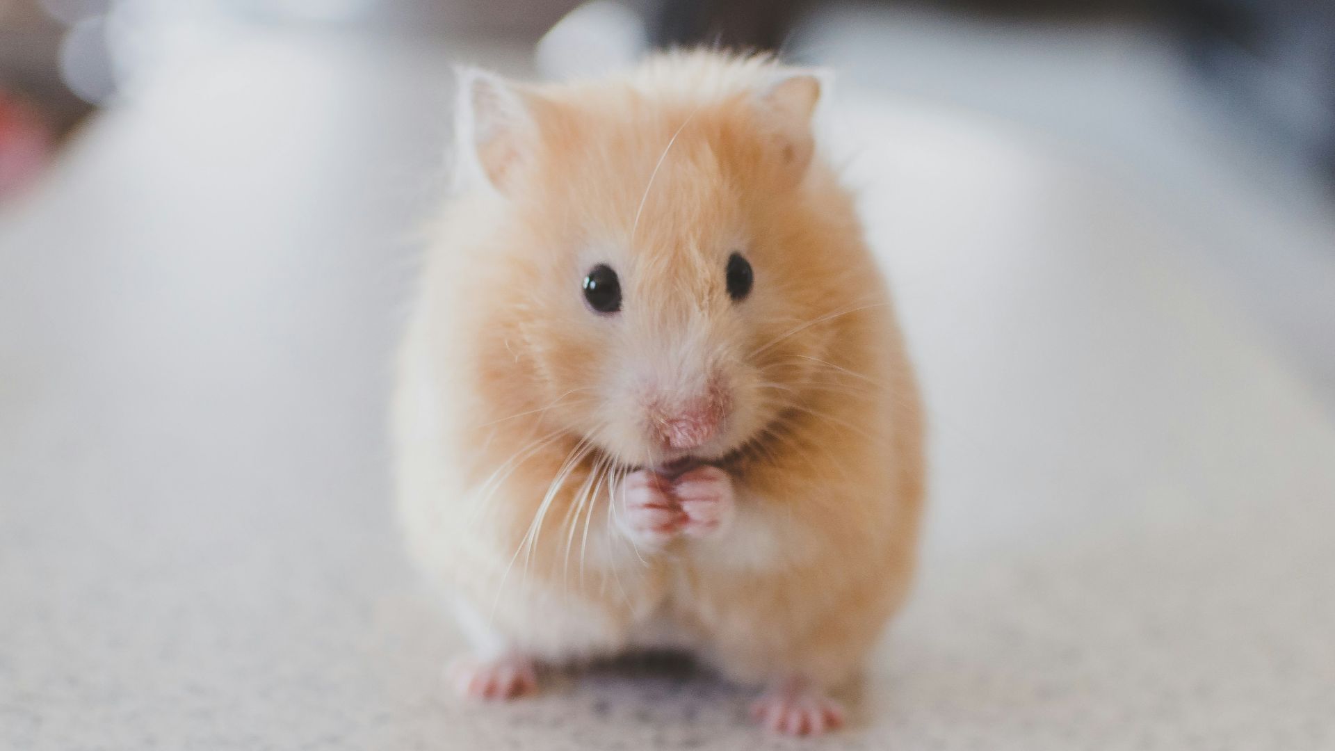 selective focus photography of brown hamster