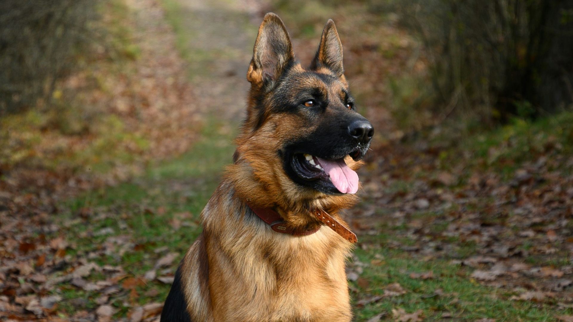brown and black german shepherd on green grass field