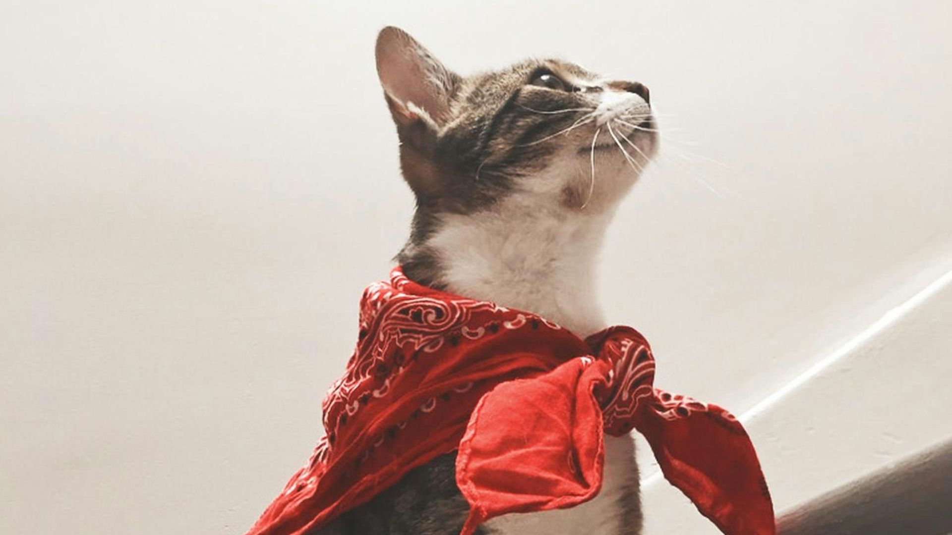 white and black cat with red ribbon
