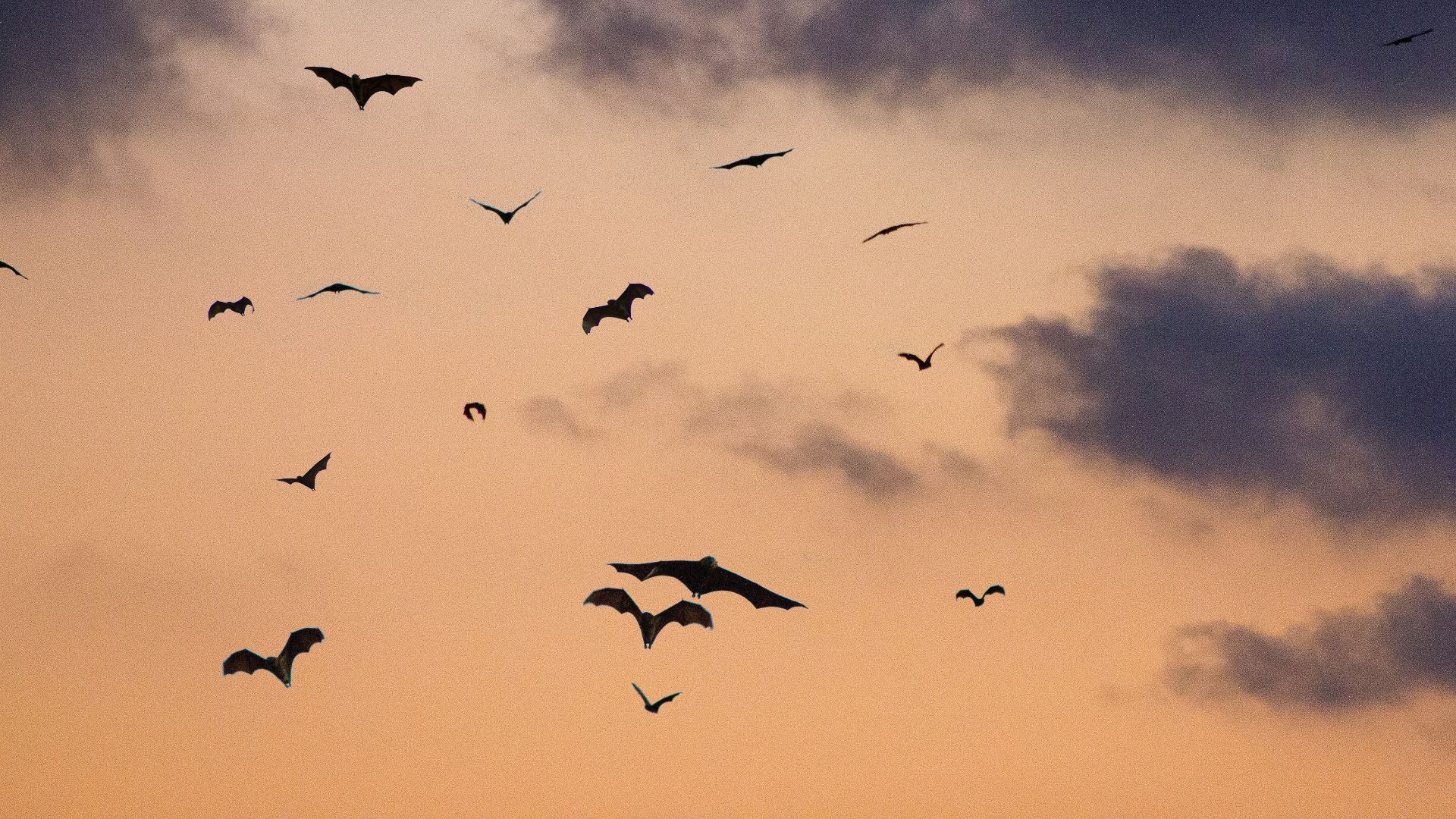 birds on sky