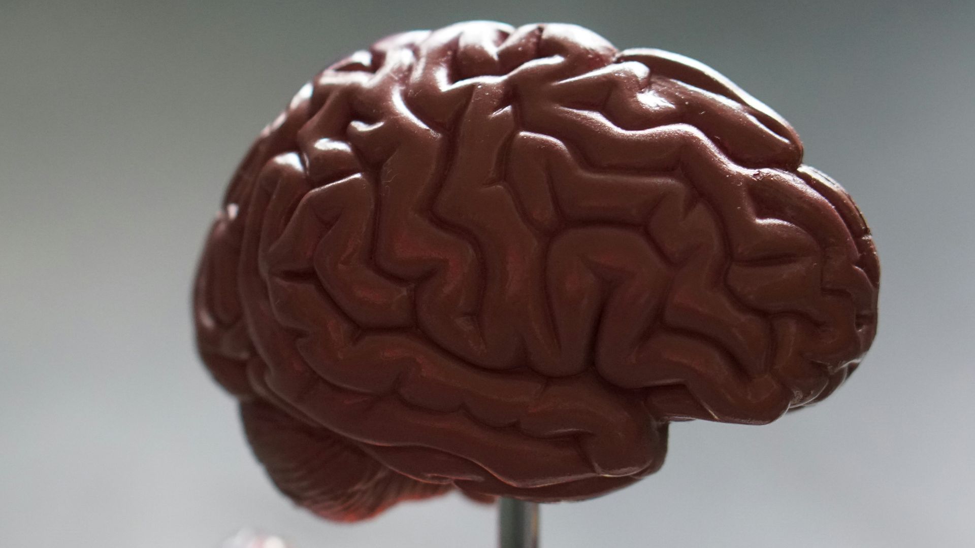 brown brain