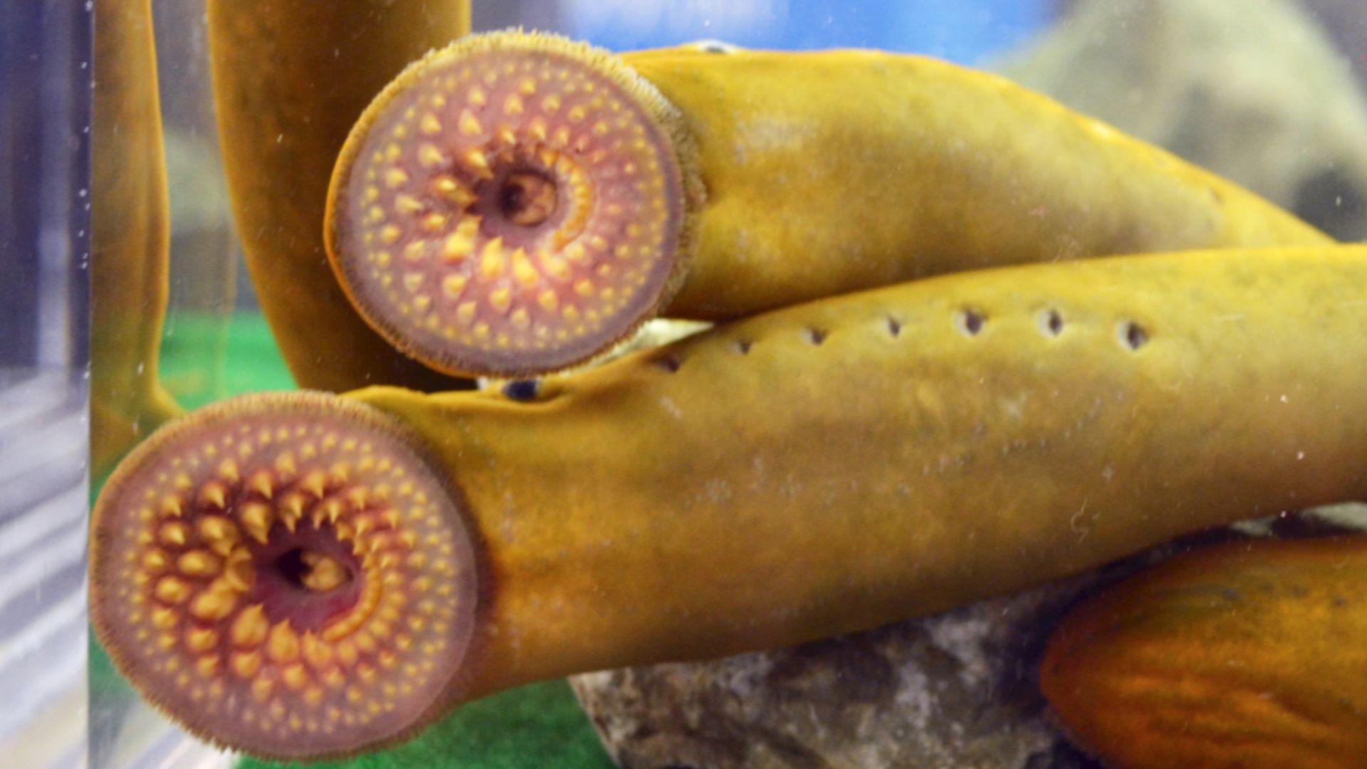 File:Sea lamprey adults 9 December 2021.png