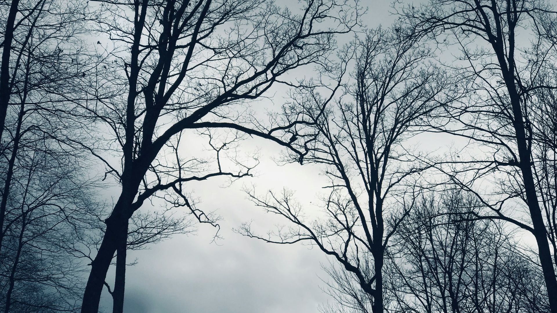 low-angle photography of withered trees