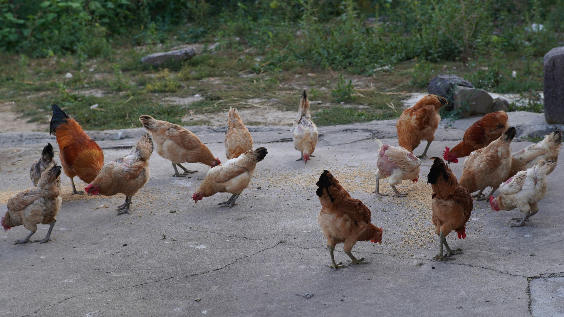 a flock of chickens standing on top of a cement ground