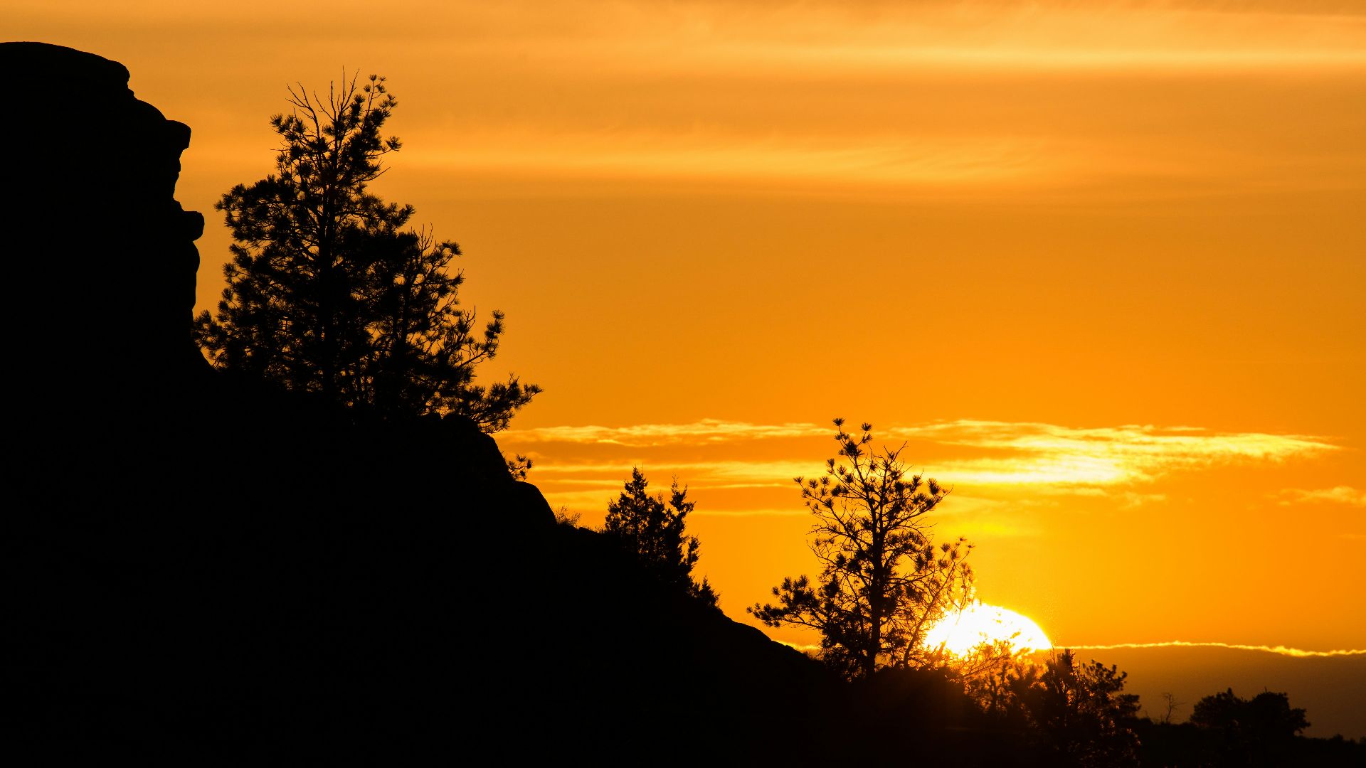 silhouette of tree during sunset
