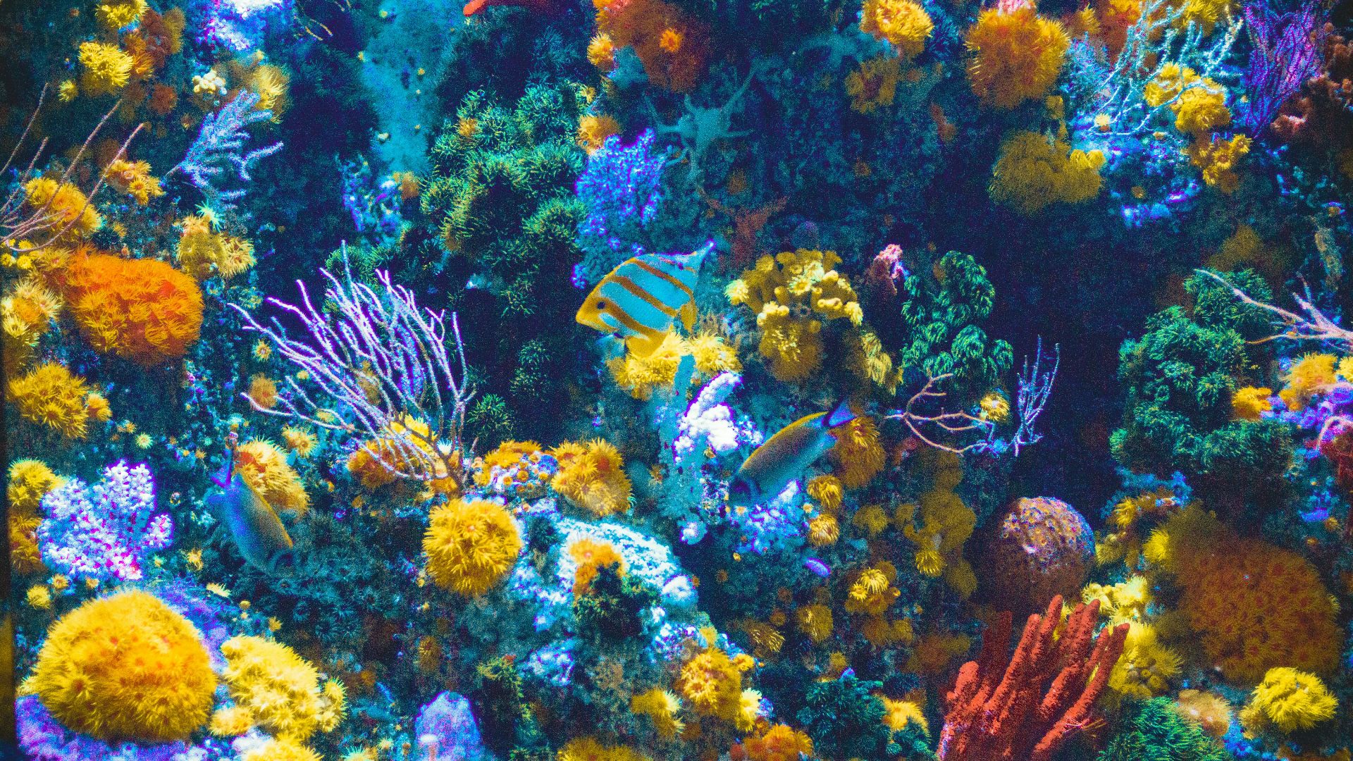 blue and gray fish near corrals