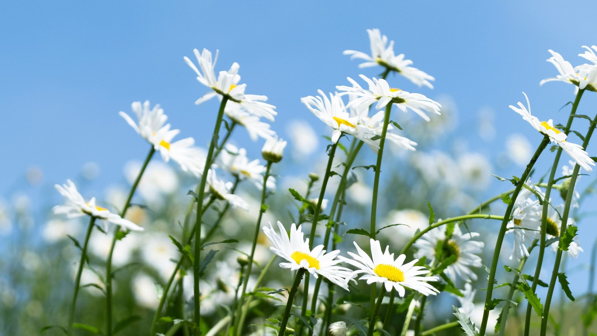 a field of daisies with a blue sky in the background