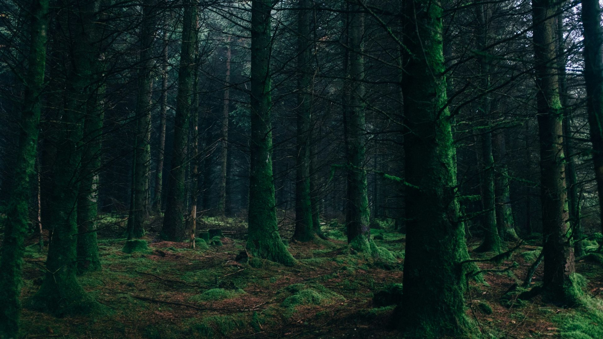 landscape photography of forest