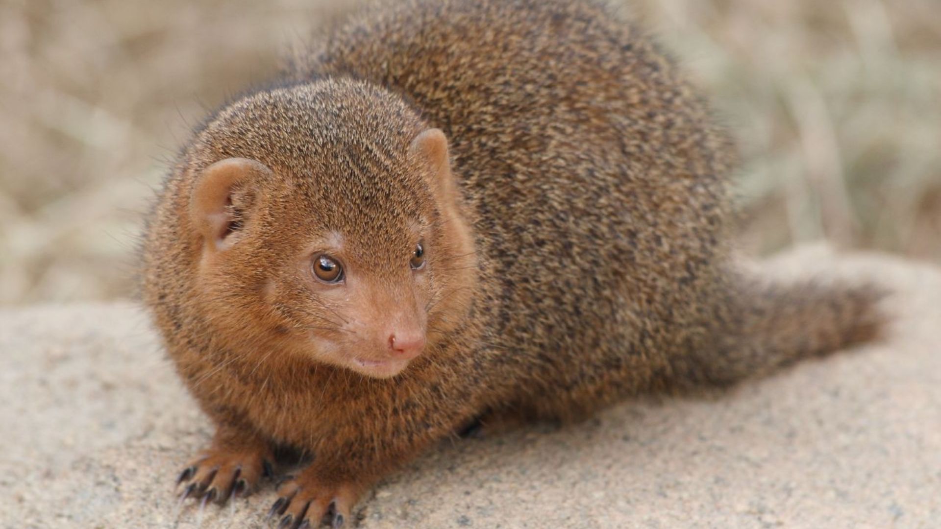 File:Dwarf mongoose Korkeasaari zoo.jpg