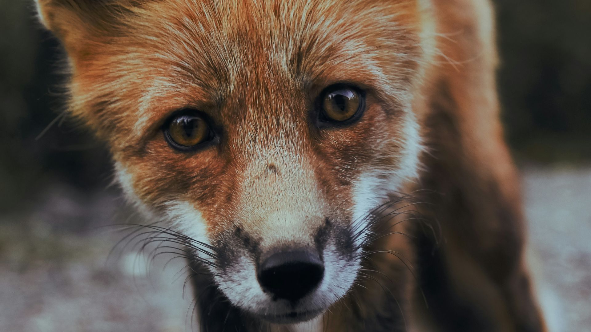 selective focus photography of orange fox