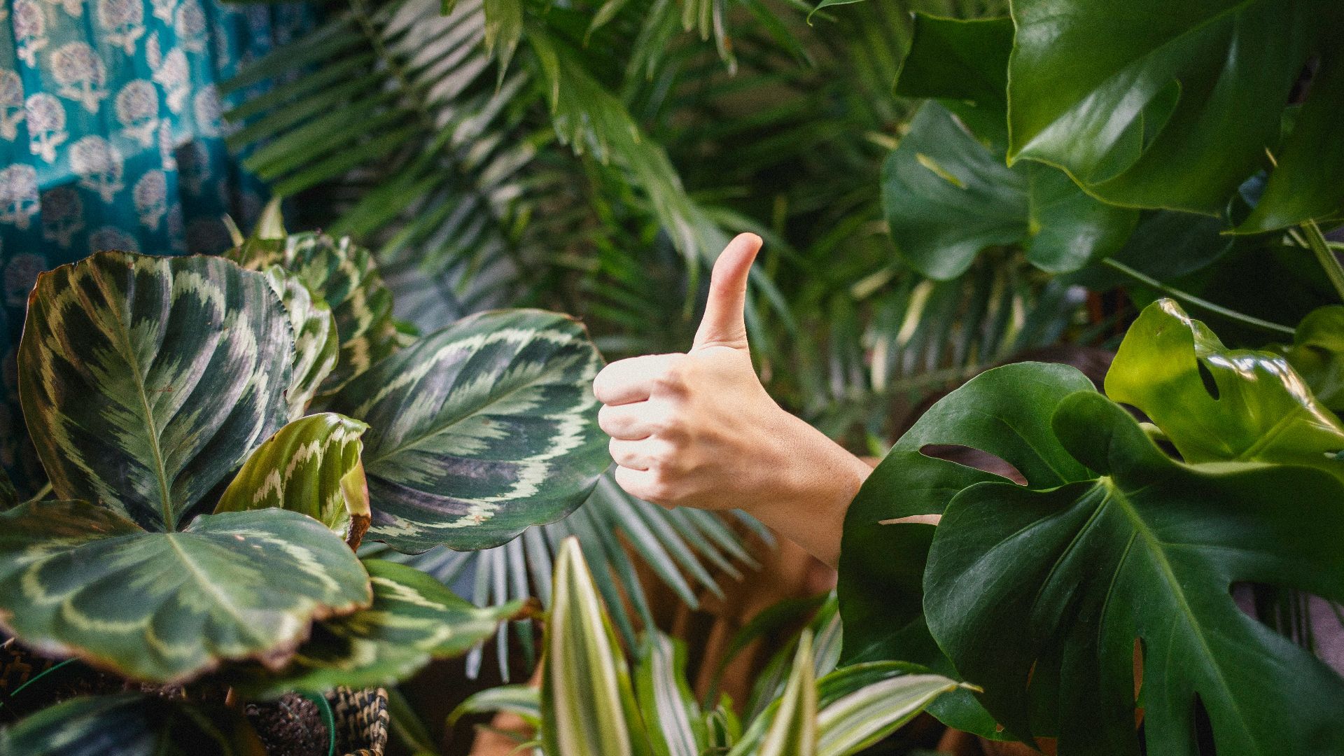 person showing thumb