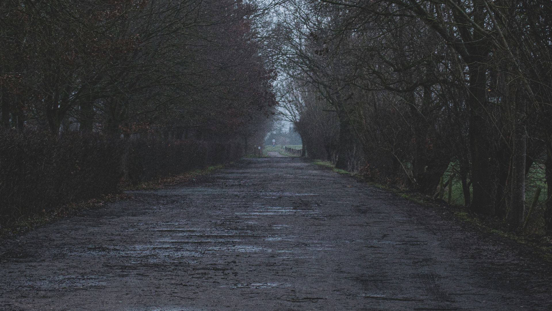 gray road between bare trees