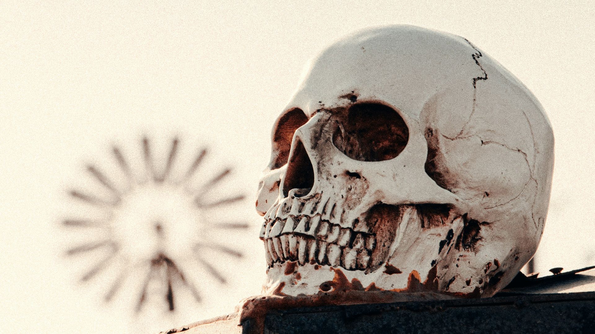 white skull on black concrete wall